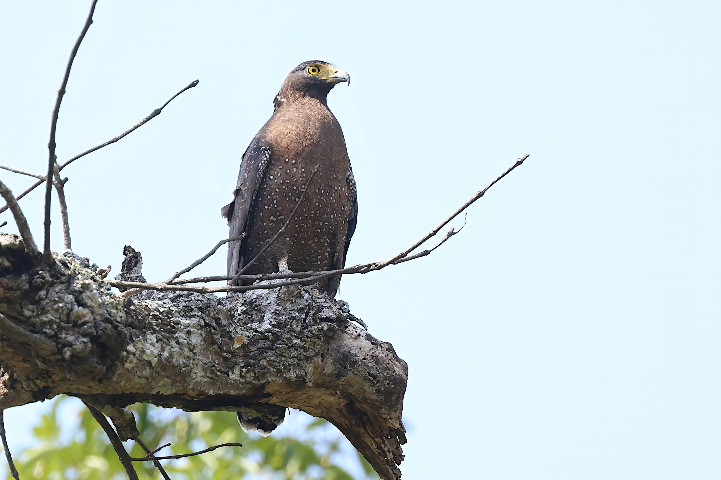 Crested Serpent-Eagle
