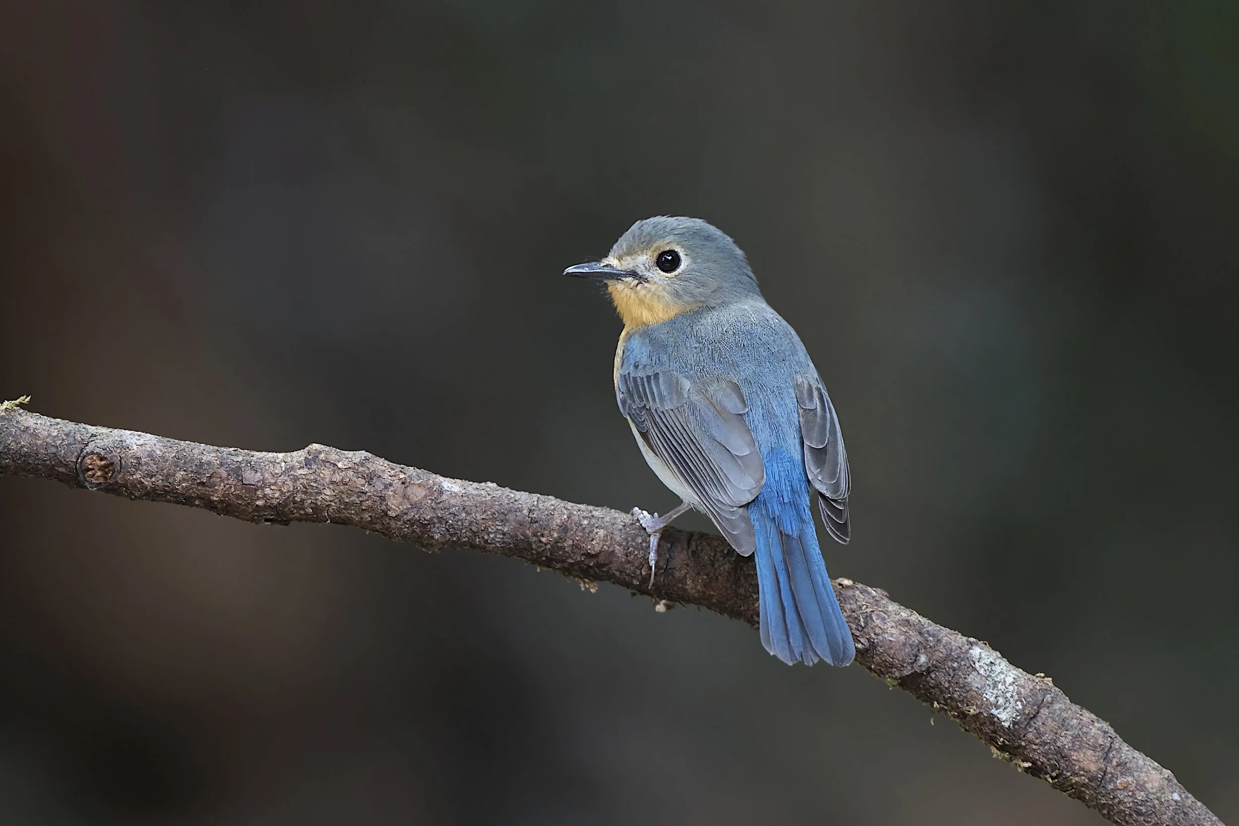 Indochinese Blue-flycatcher
