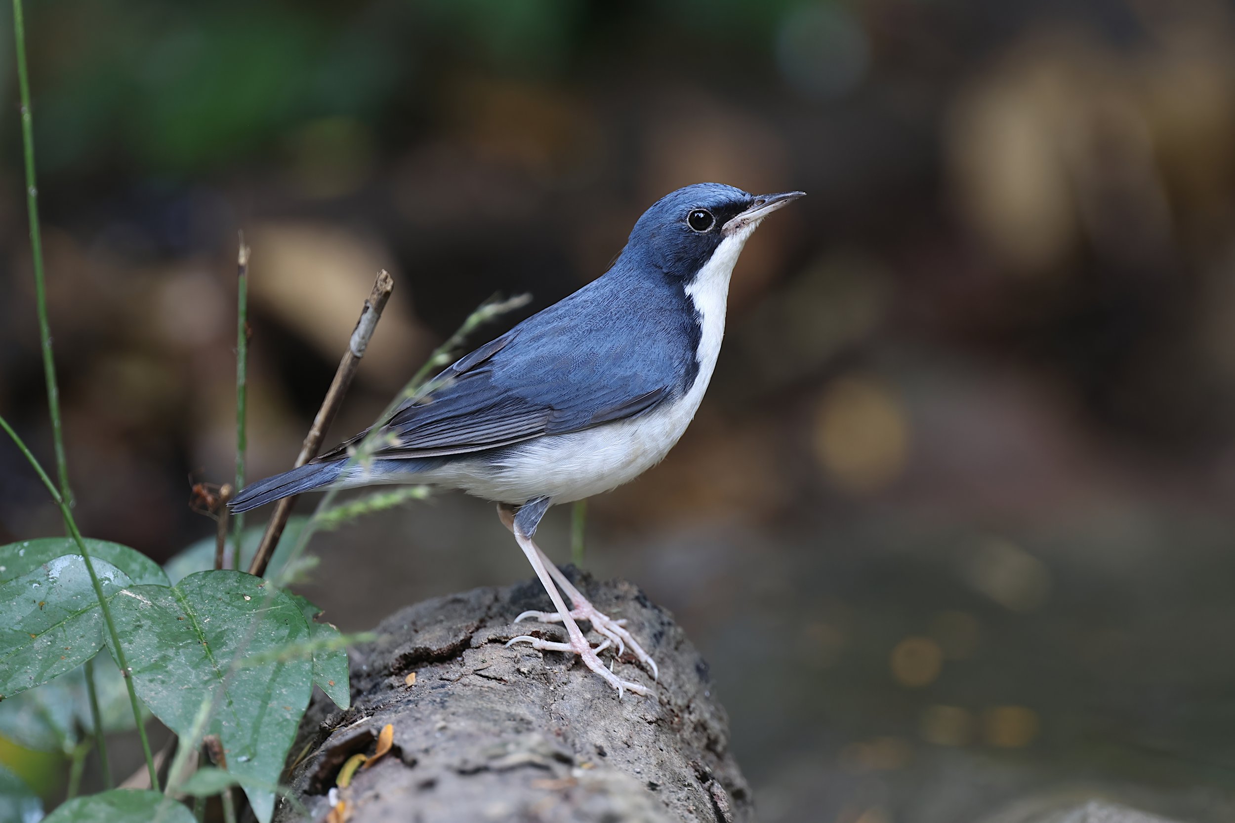 Siberian Blue Robin 1