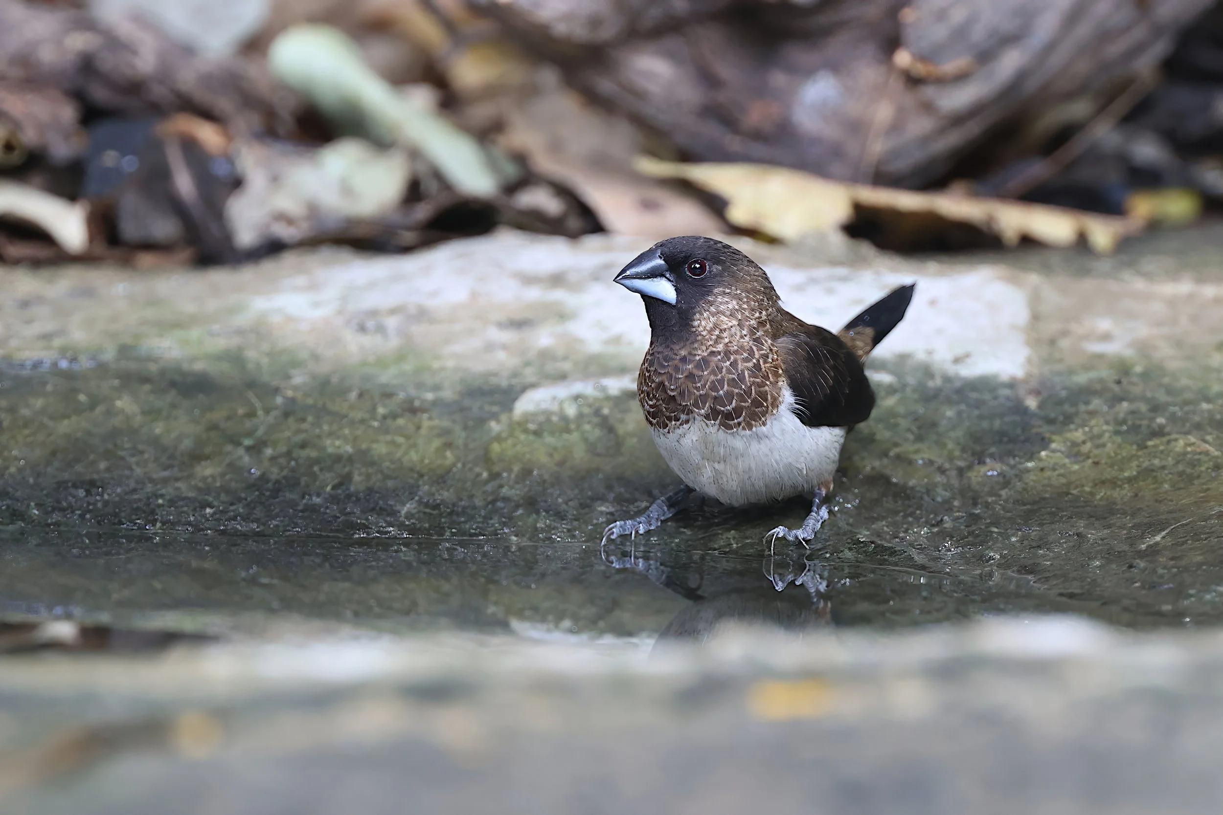 White-rumped Munia 1