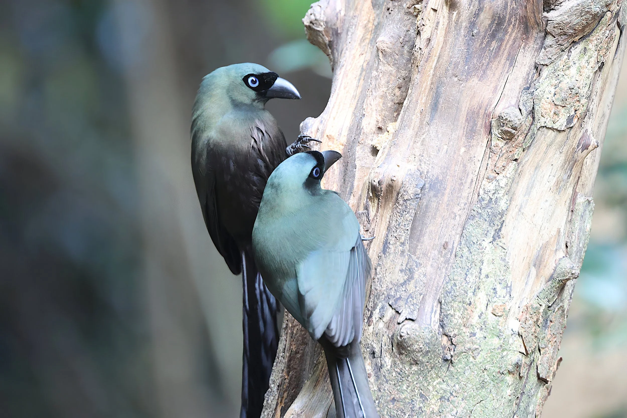Racquet-tailed Treepie
