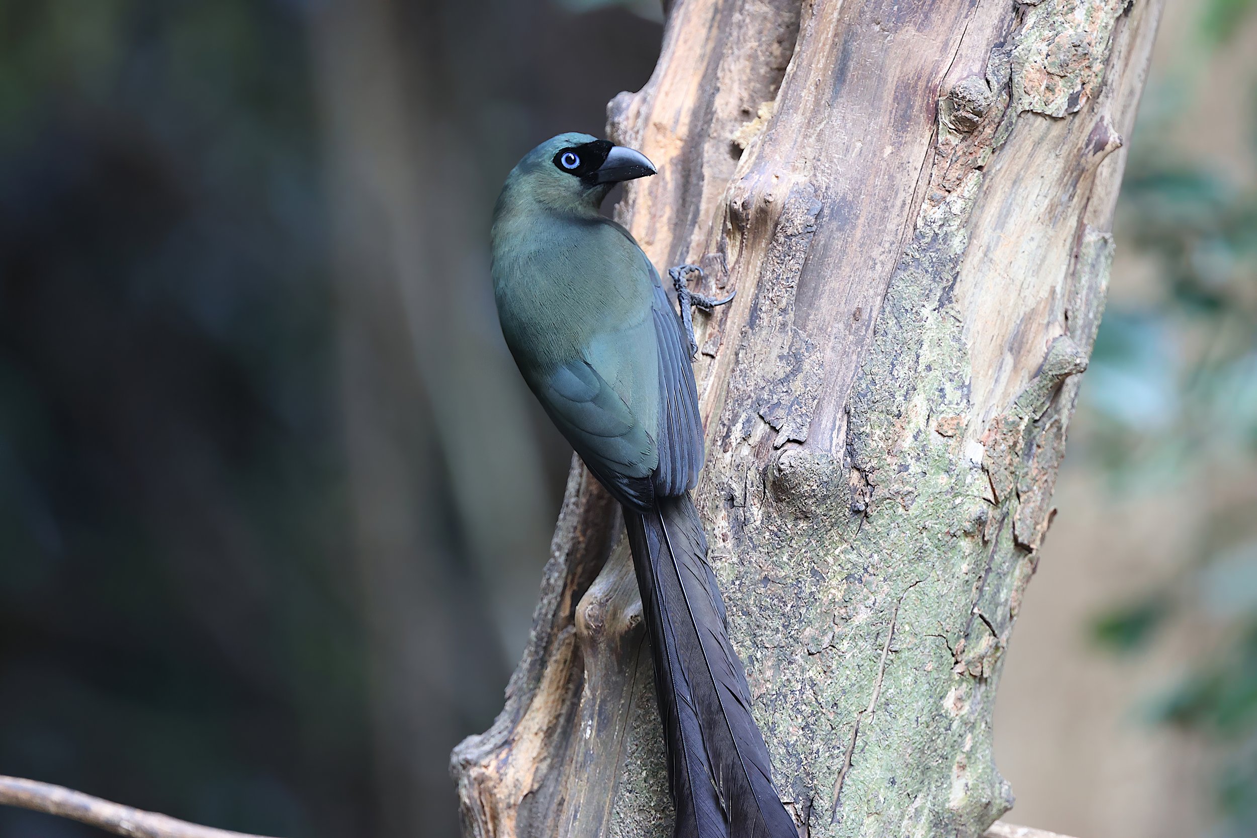 Racquet-tailed Treepie 1