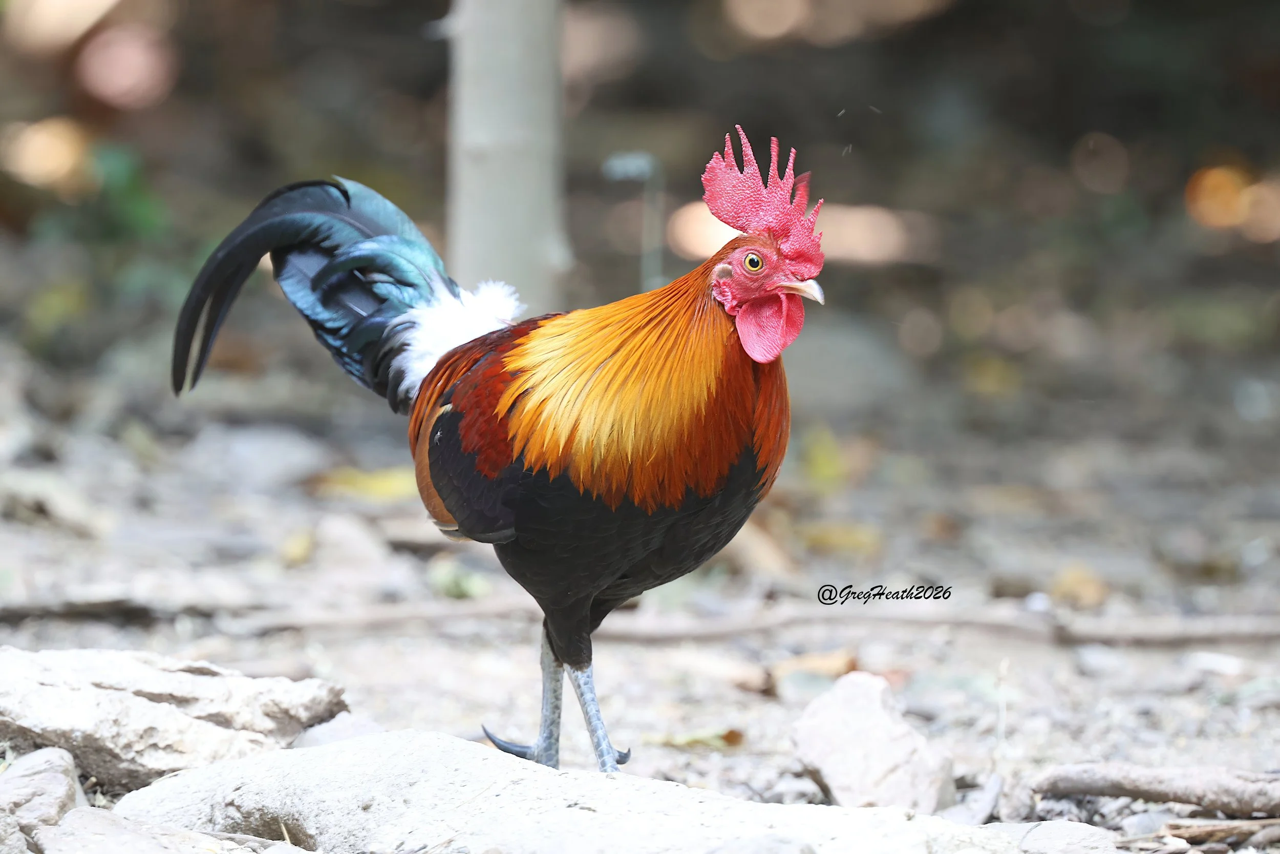 Red Jungle Fowl