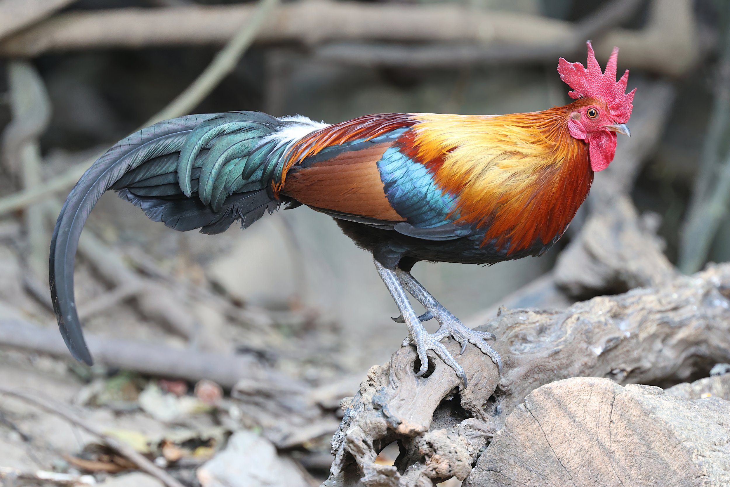 Red Jungle Fowl 1