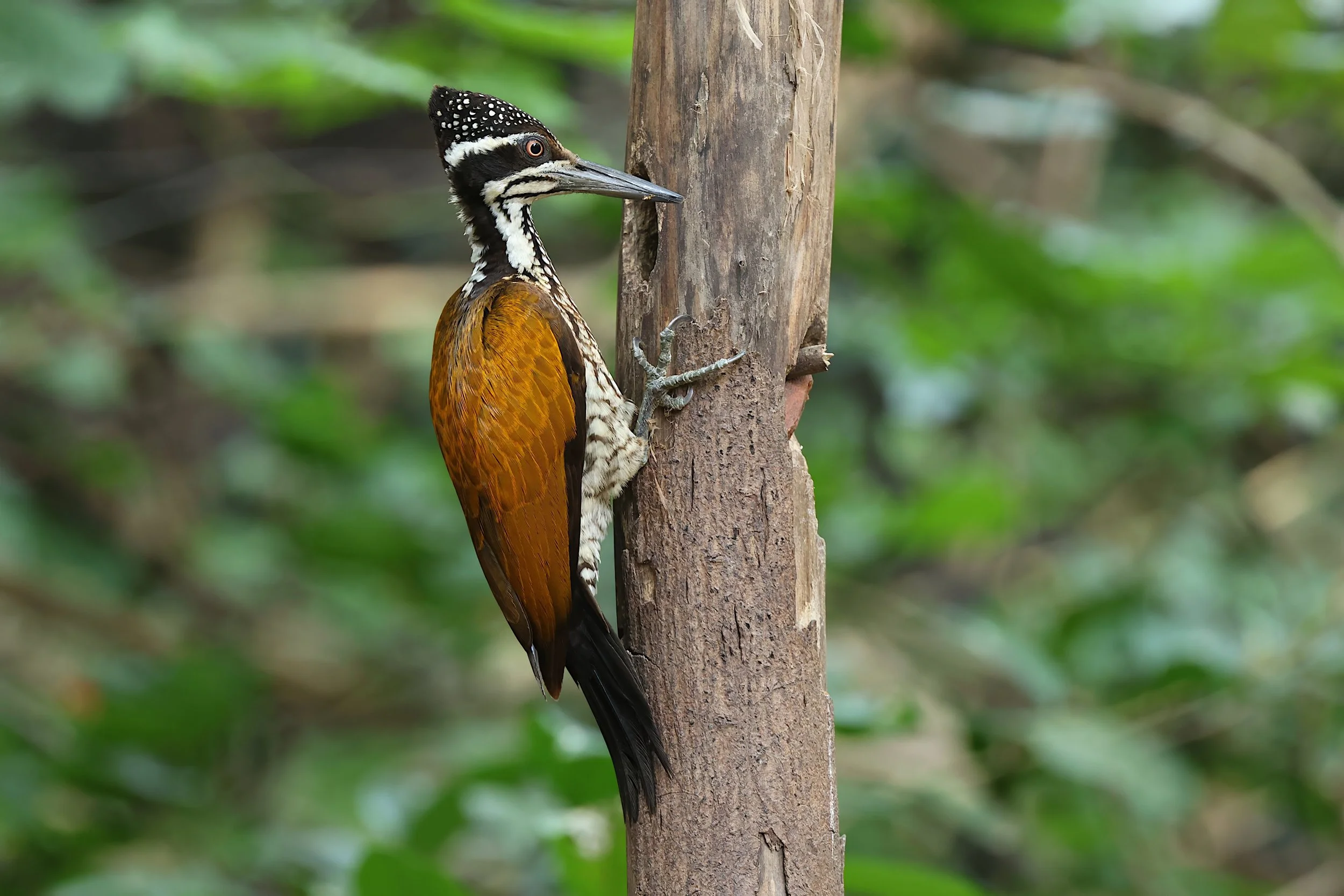 Greater Flameback