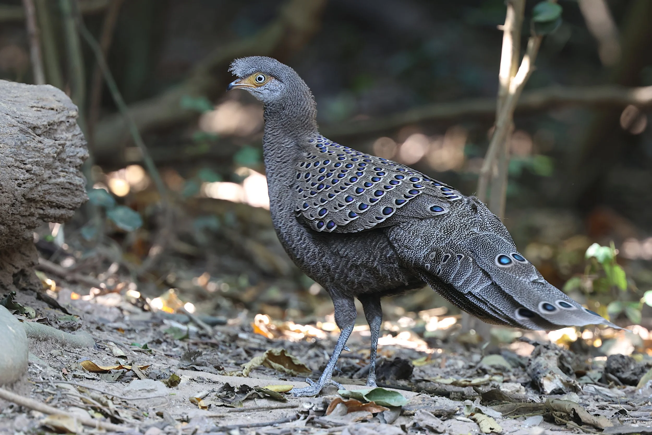 Grey Peacock Pheasant