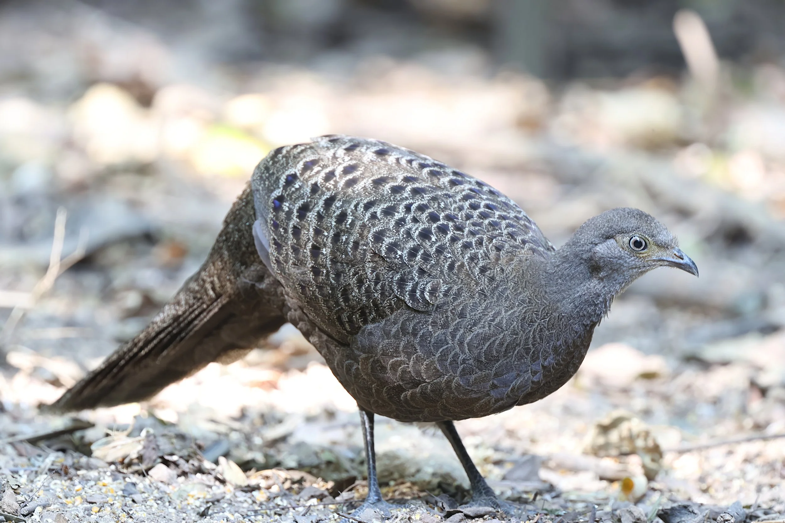 Grey Peacock Pheasant 2