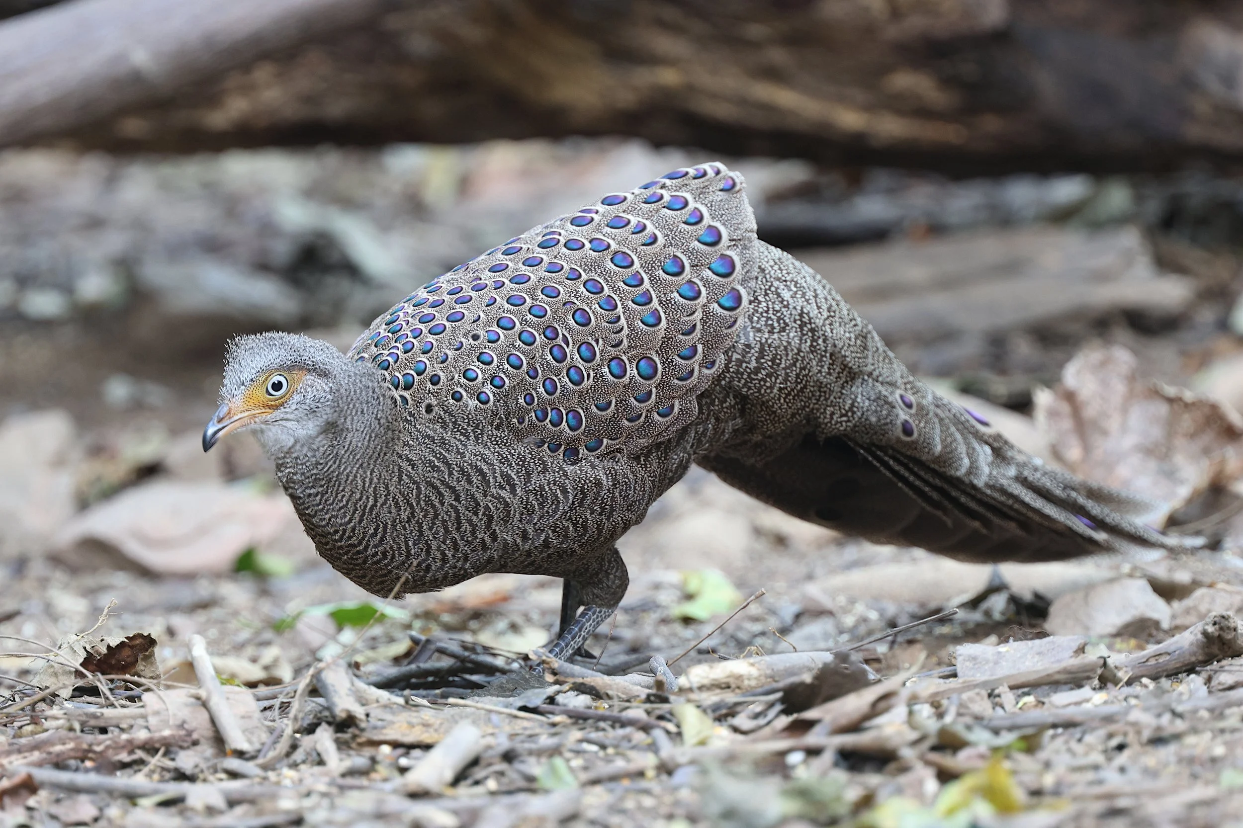 Grey Peacock Pheasant 3