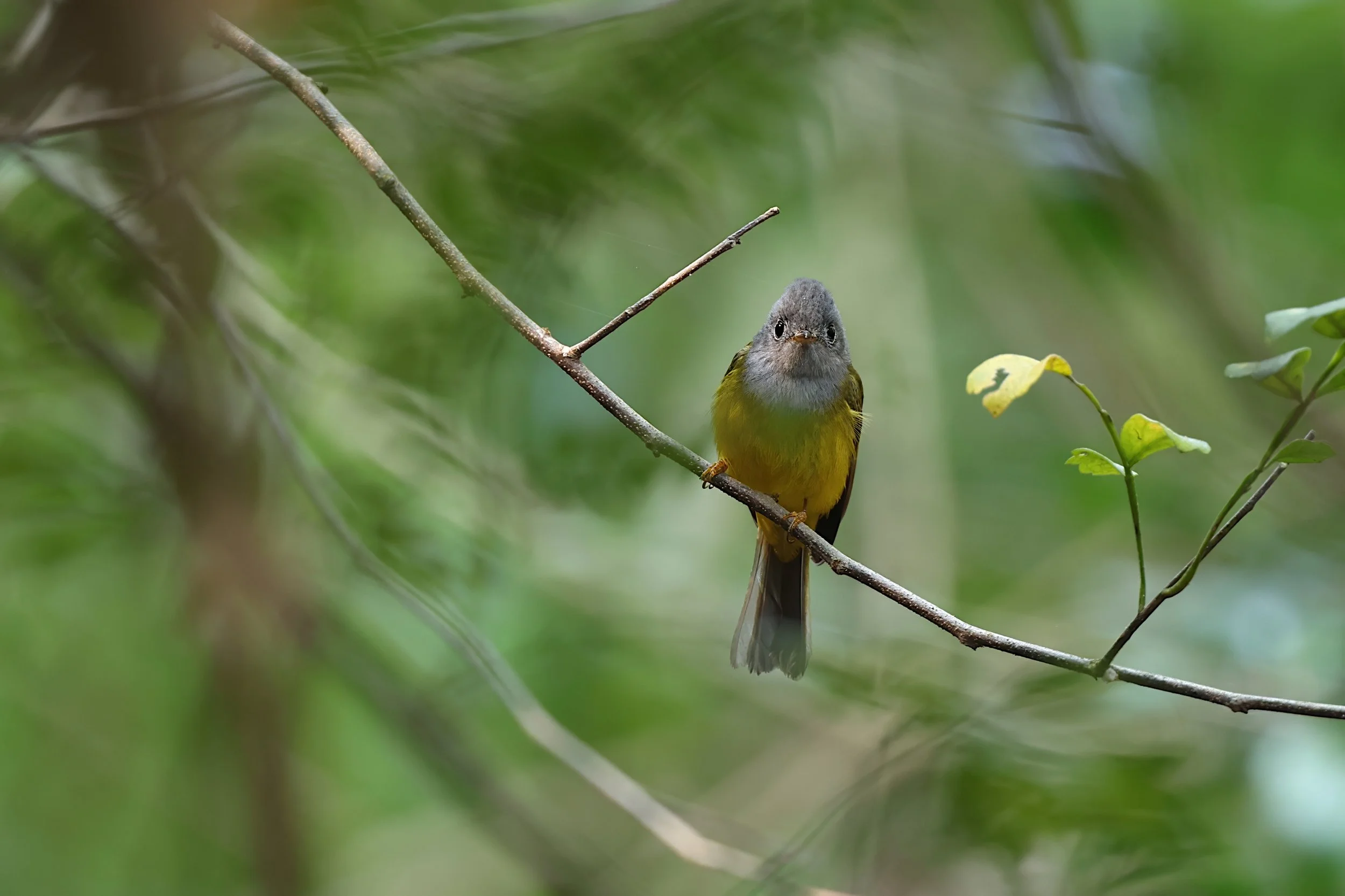 Grey-headed Canary-flycatcher