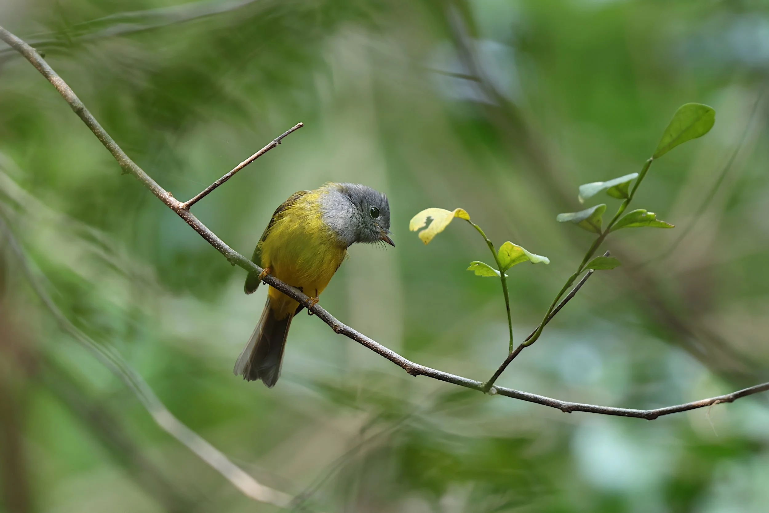 Grey-headed canary-flycatcher 1