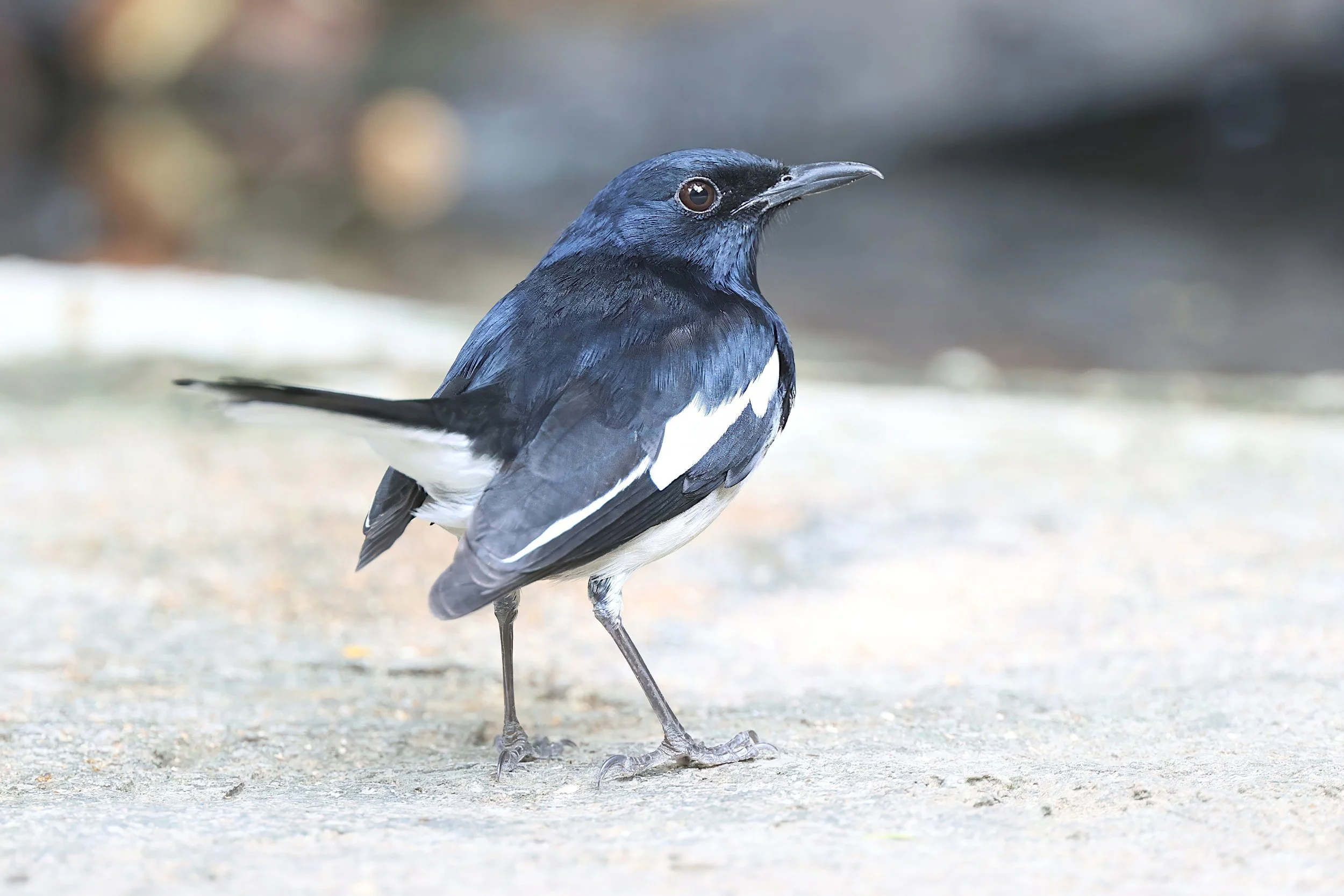 Oriental Magpie Robin