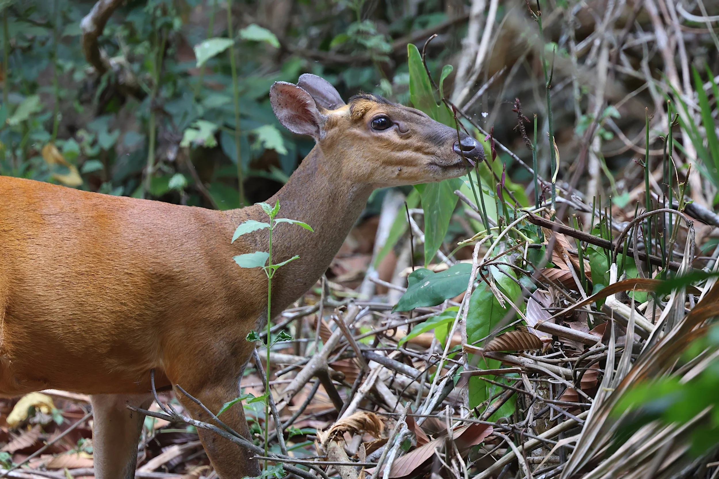 Red Muntjac deer