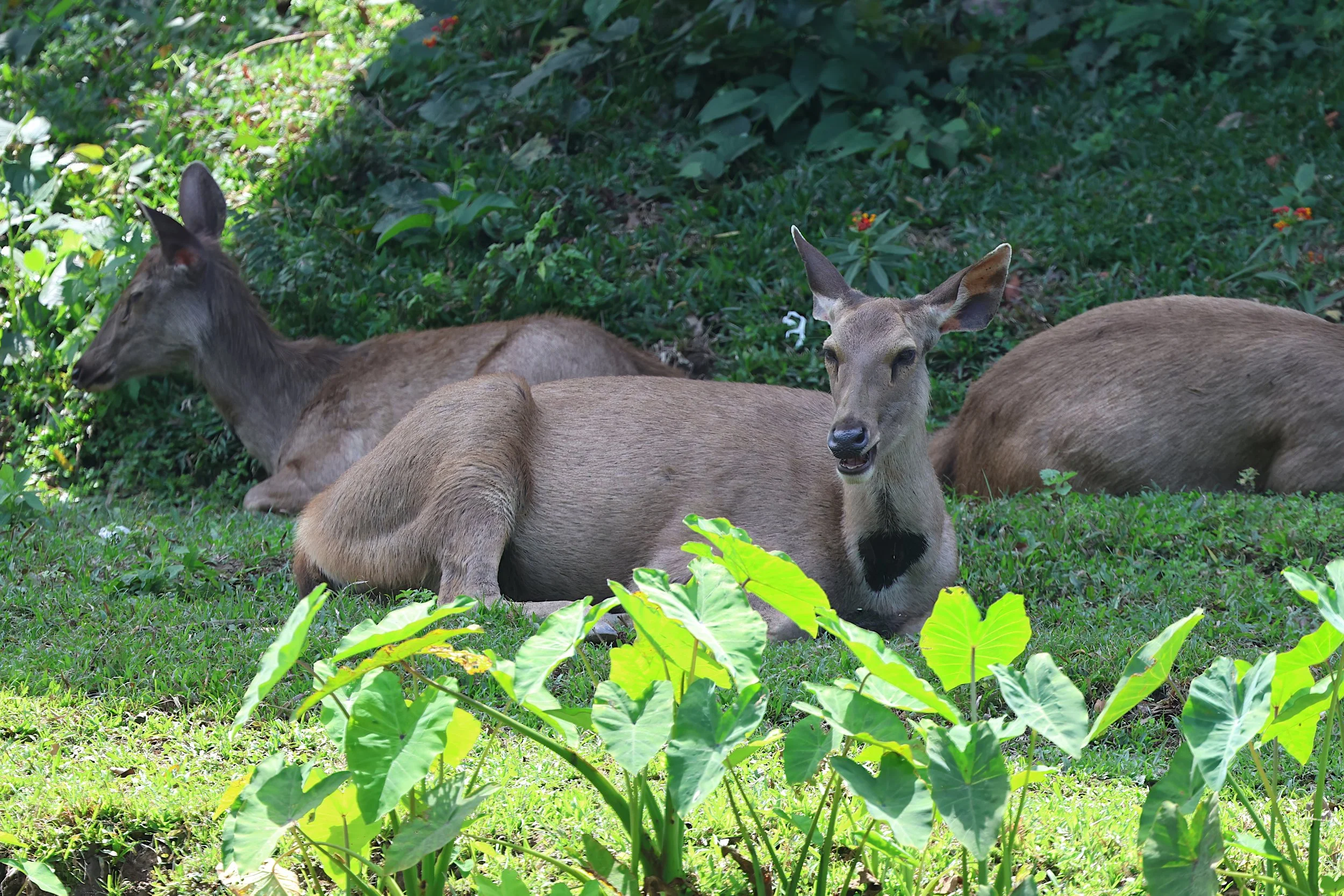 Sambar deer