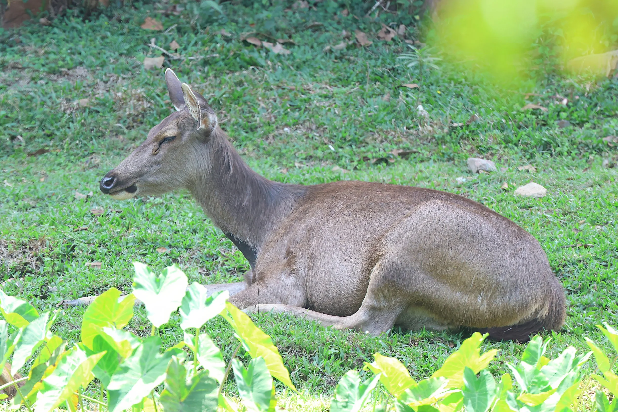 Sambar deer 1