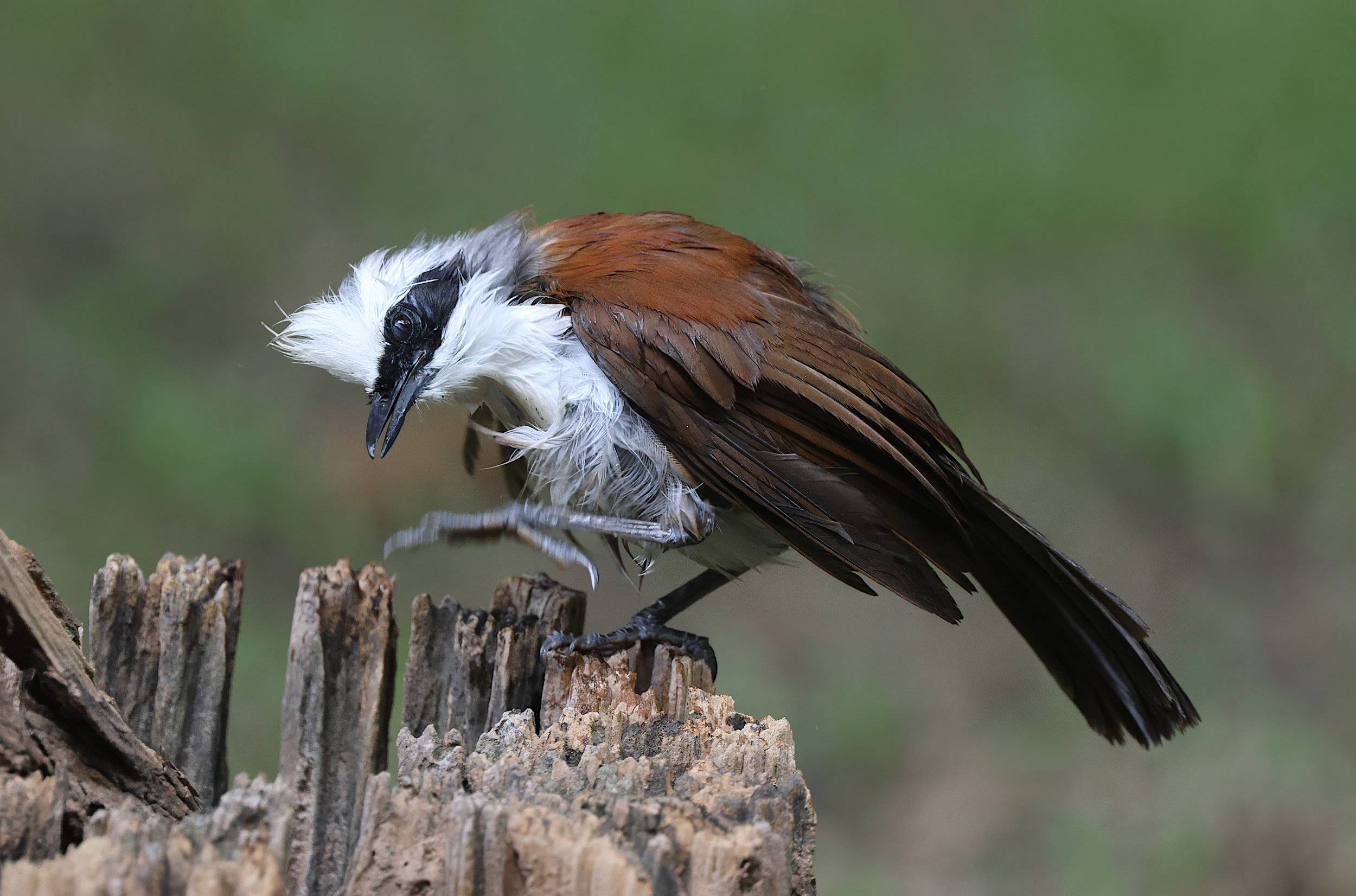 White-crested Laughingthrush 2