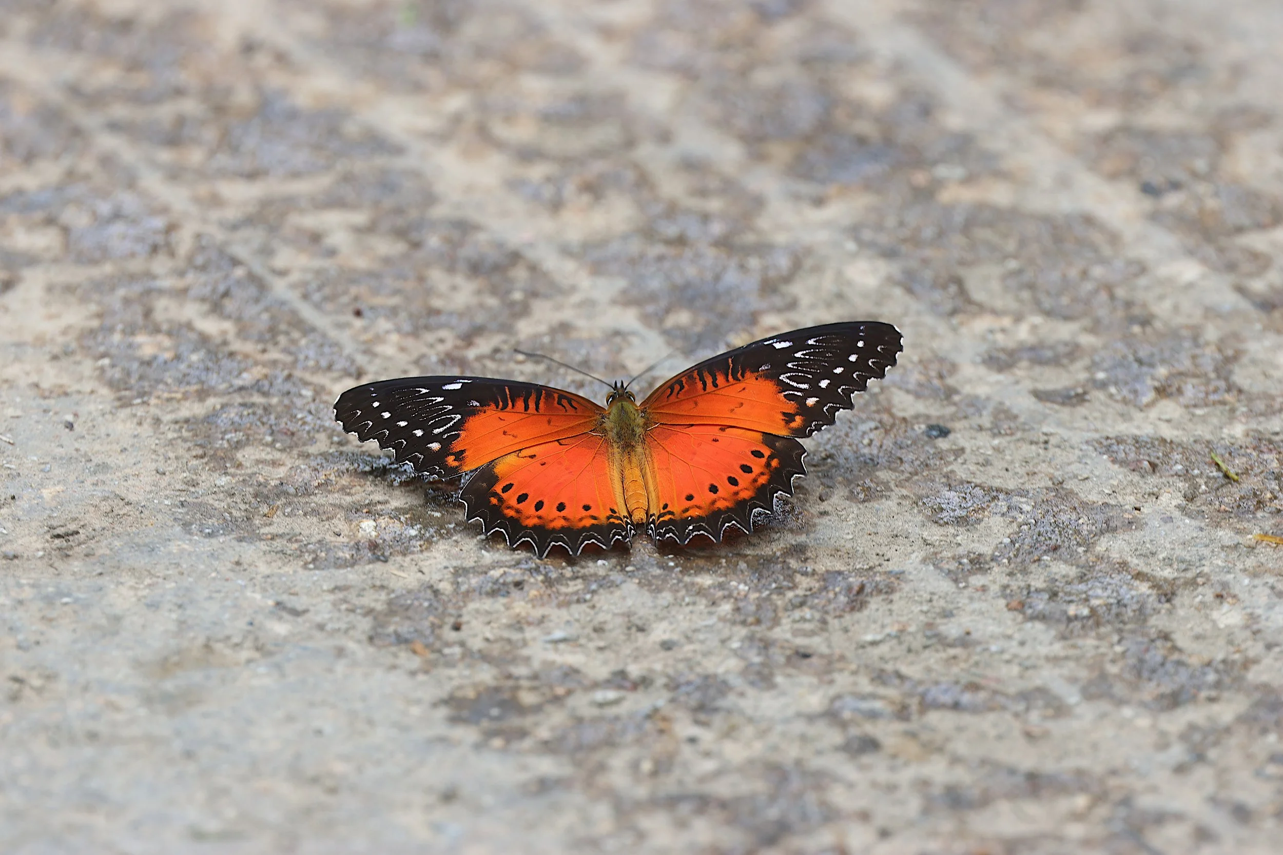 Red Lacewing (m)