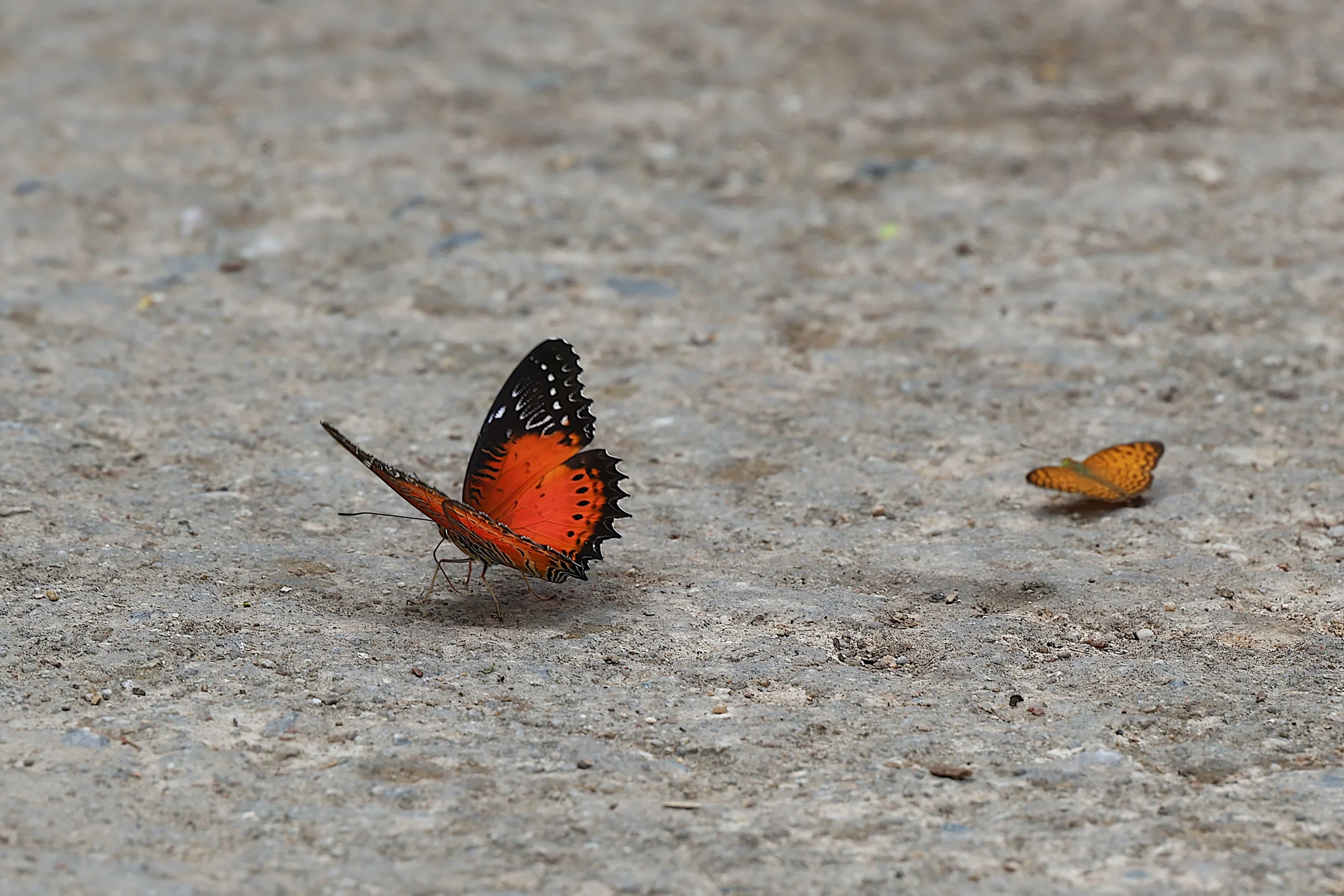 Red Lacewing