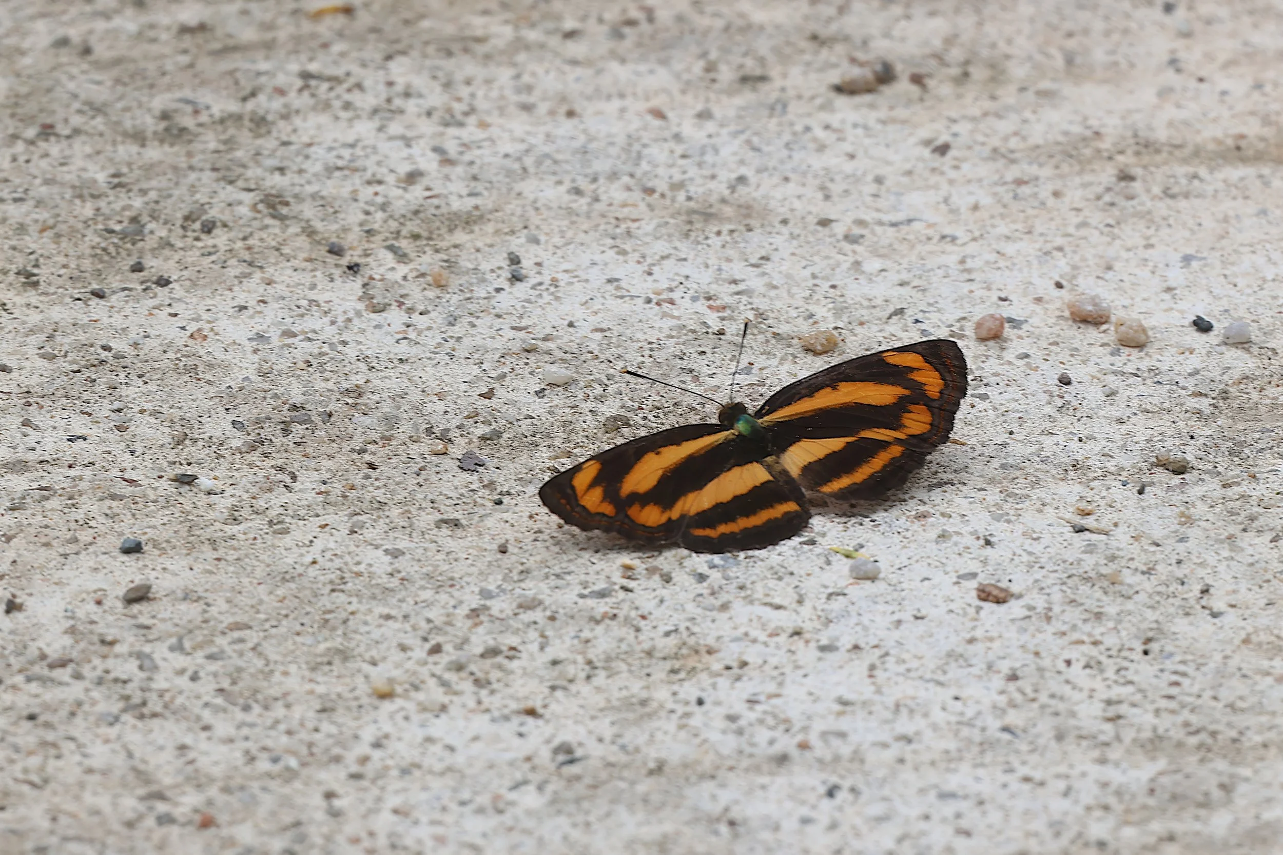 Common Lascar