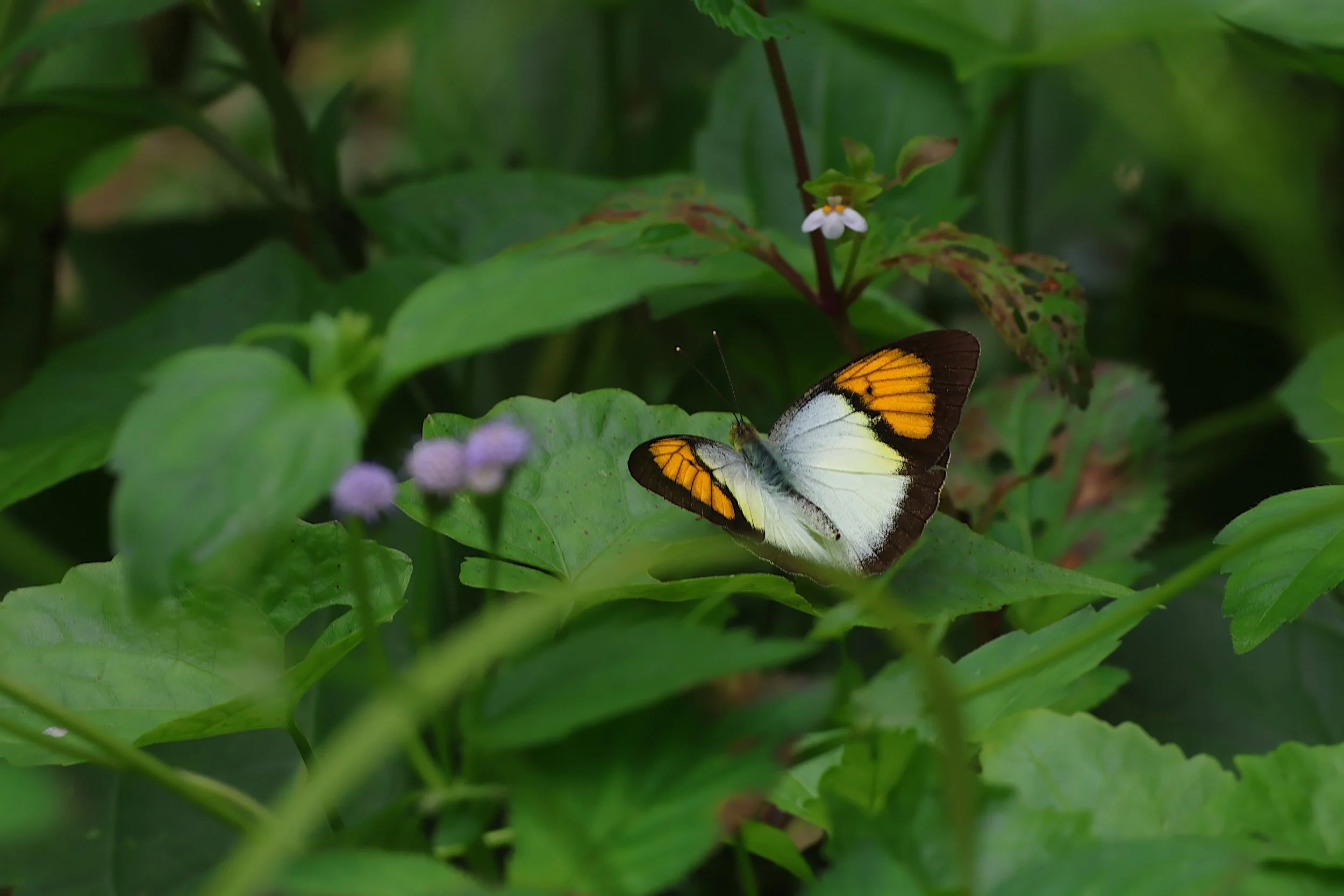 Yellow orange tip