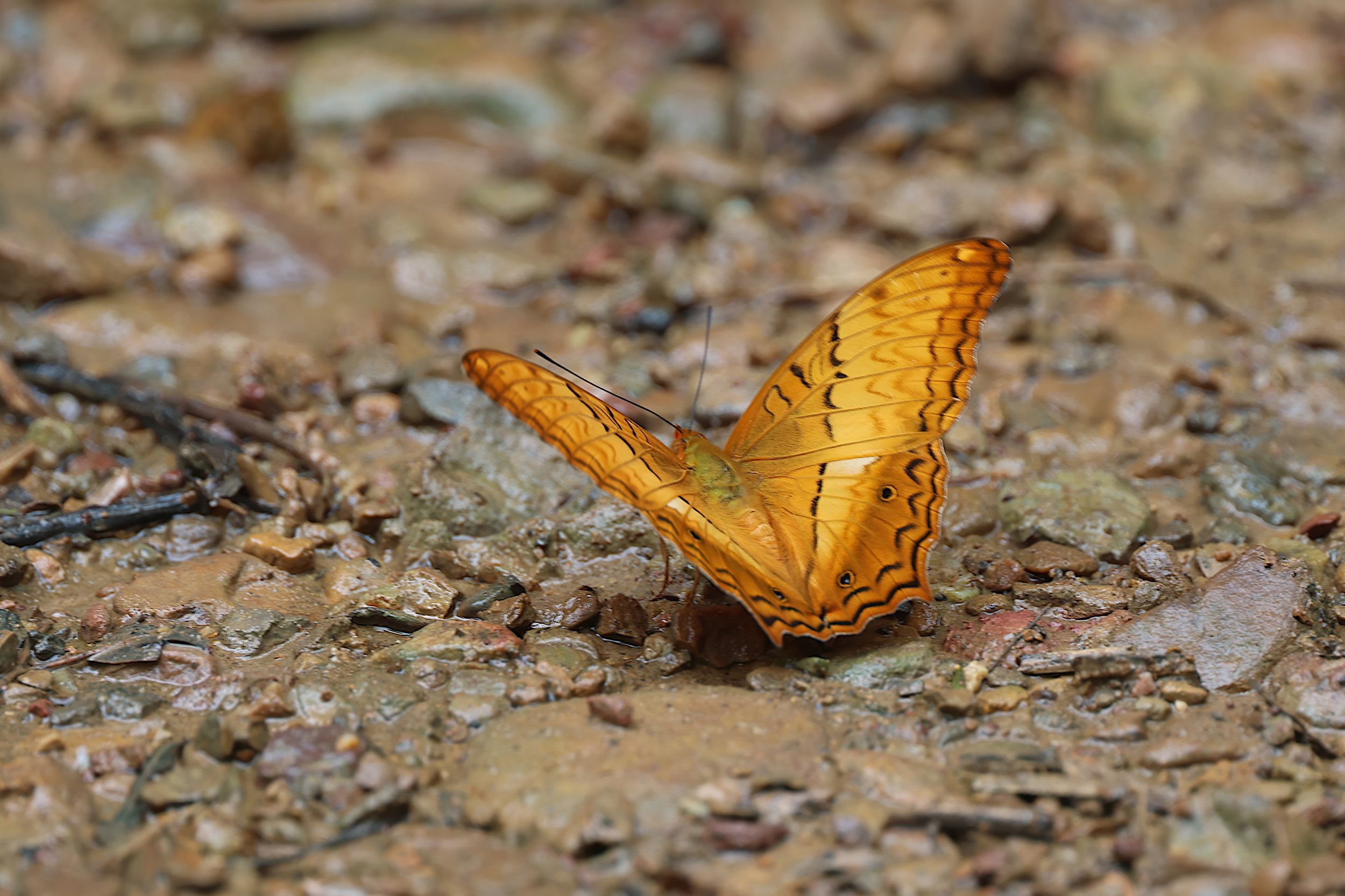 Common Cruiser (Vindula erota)