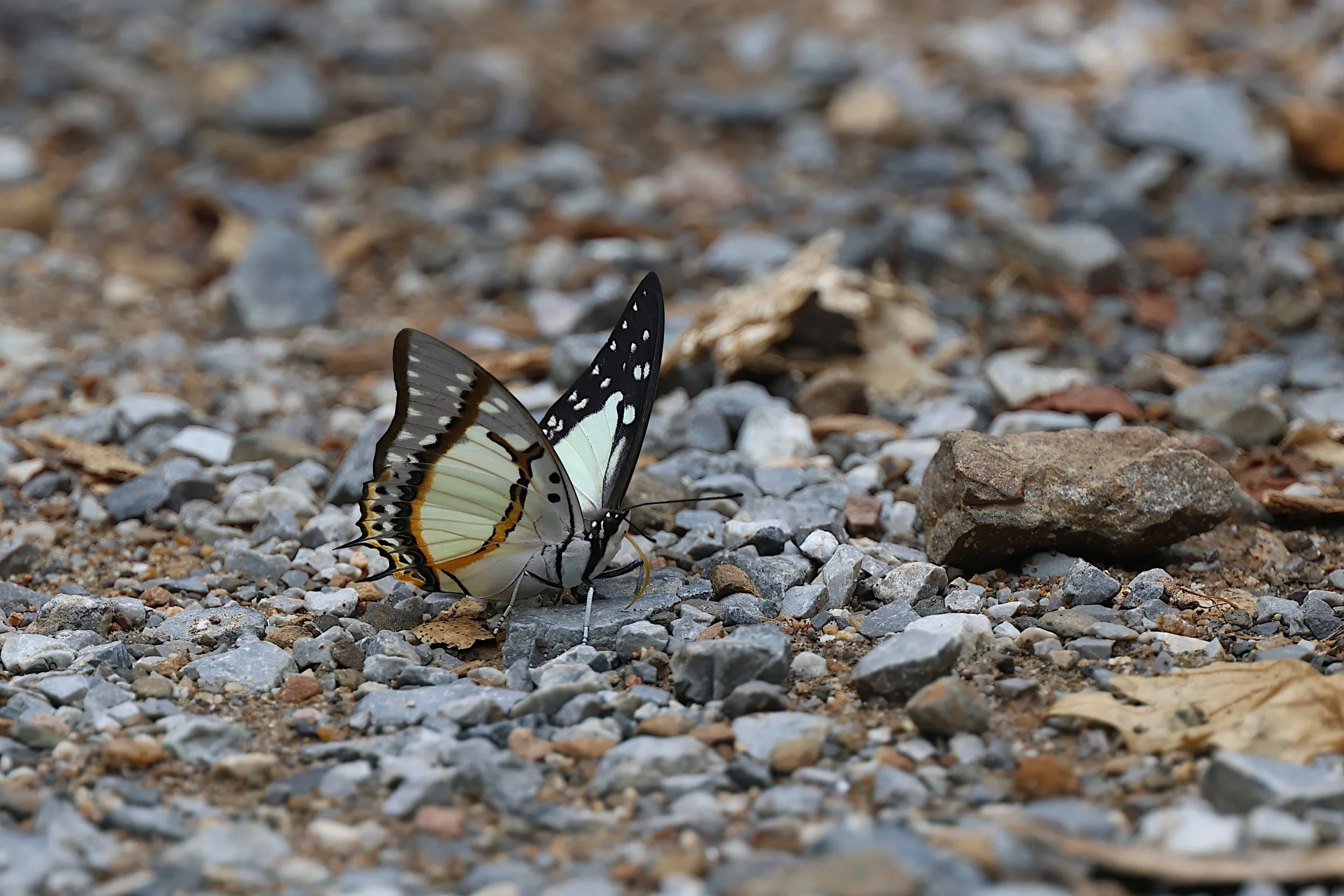 Indian Yellow Nawab (Polyura jalysus jalysus) 