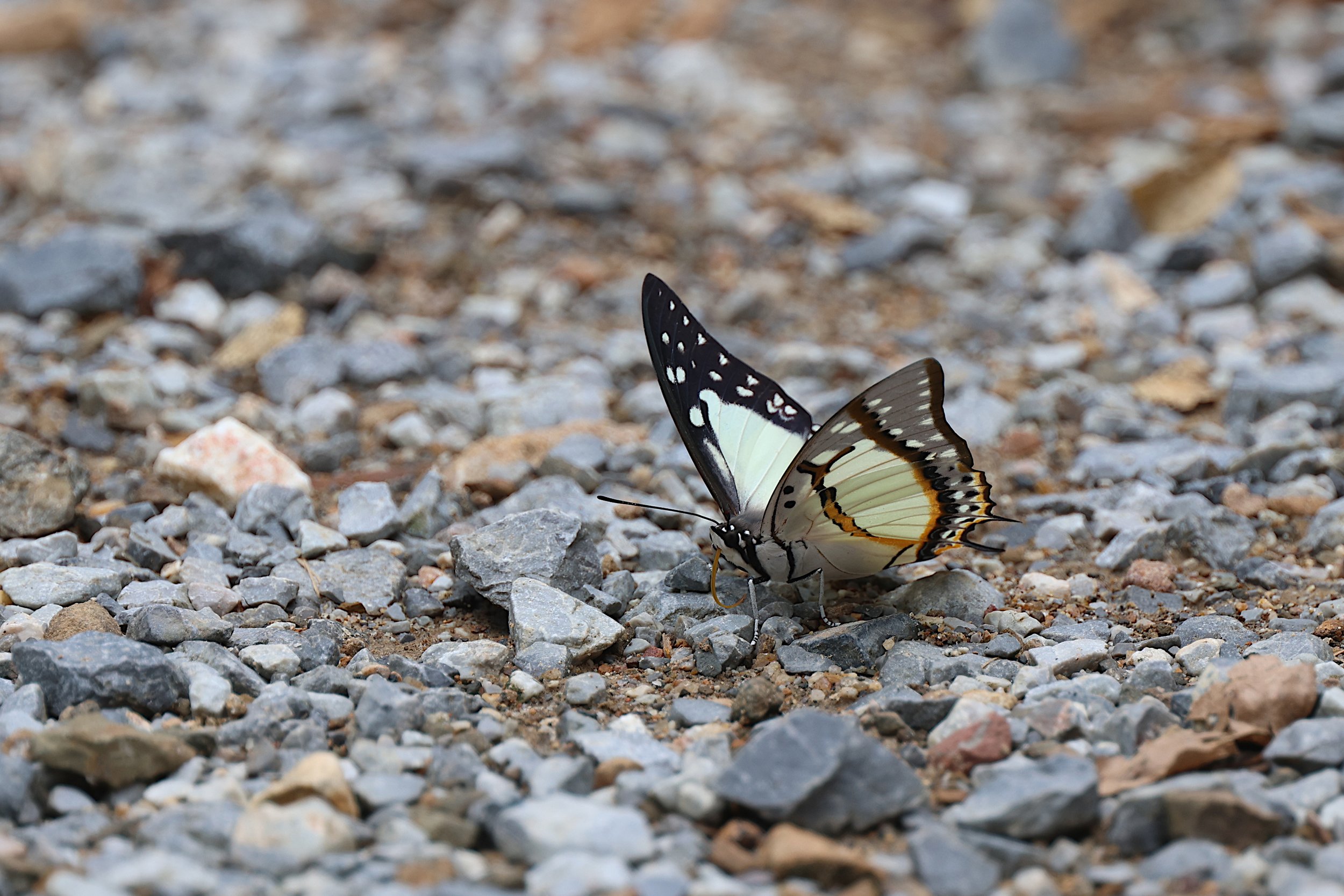 Indian Yellow Nawab (Polyura jalysus jalysus) 2