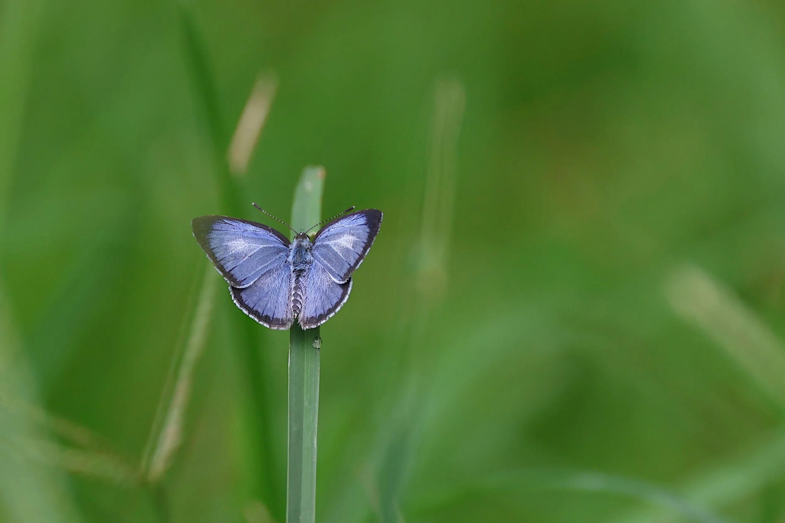 Common Hedge Blue (Acetolepis puspa) m