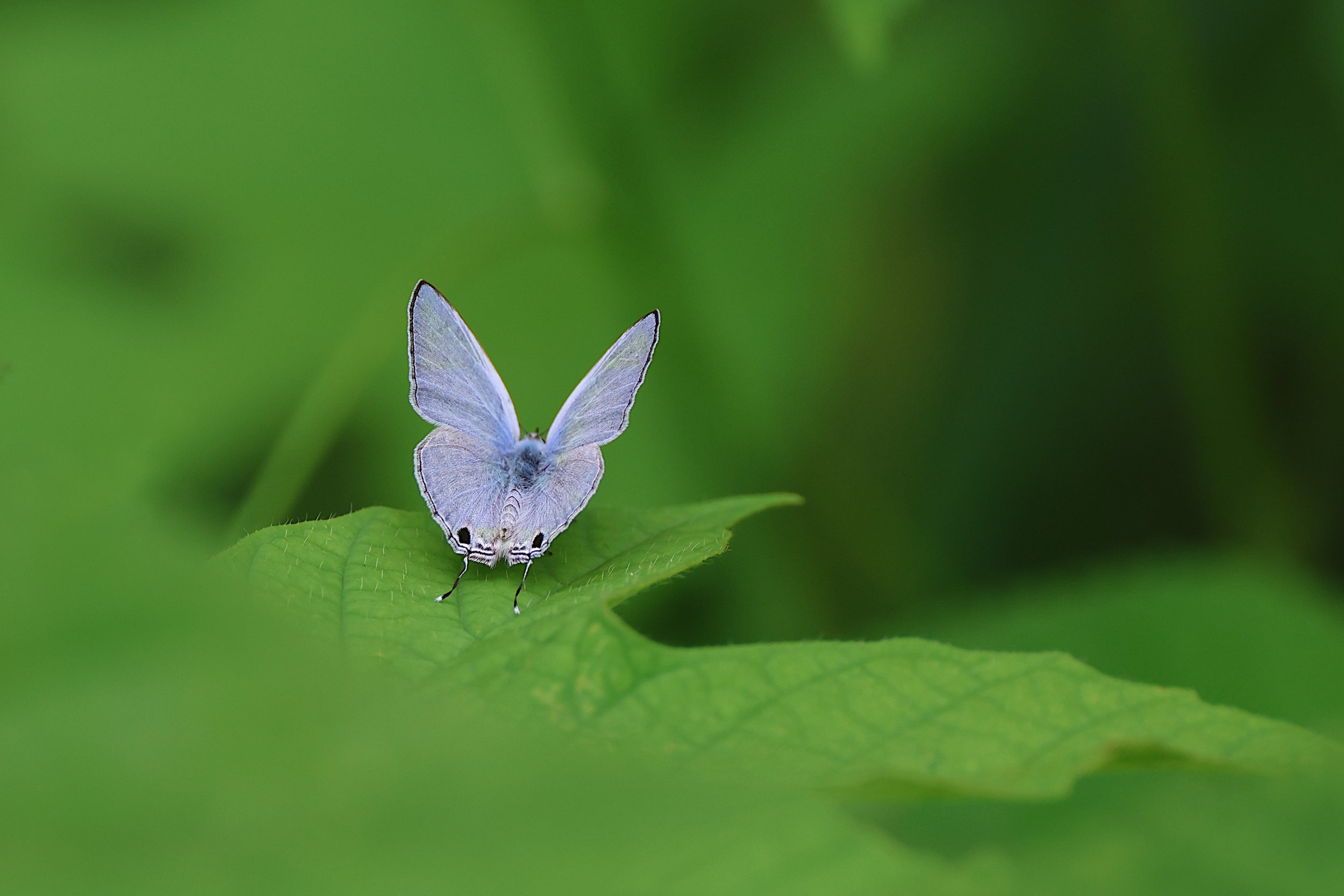 Silver forget-me not (Catochrysops panormus exiguus)