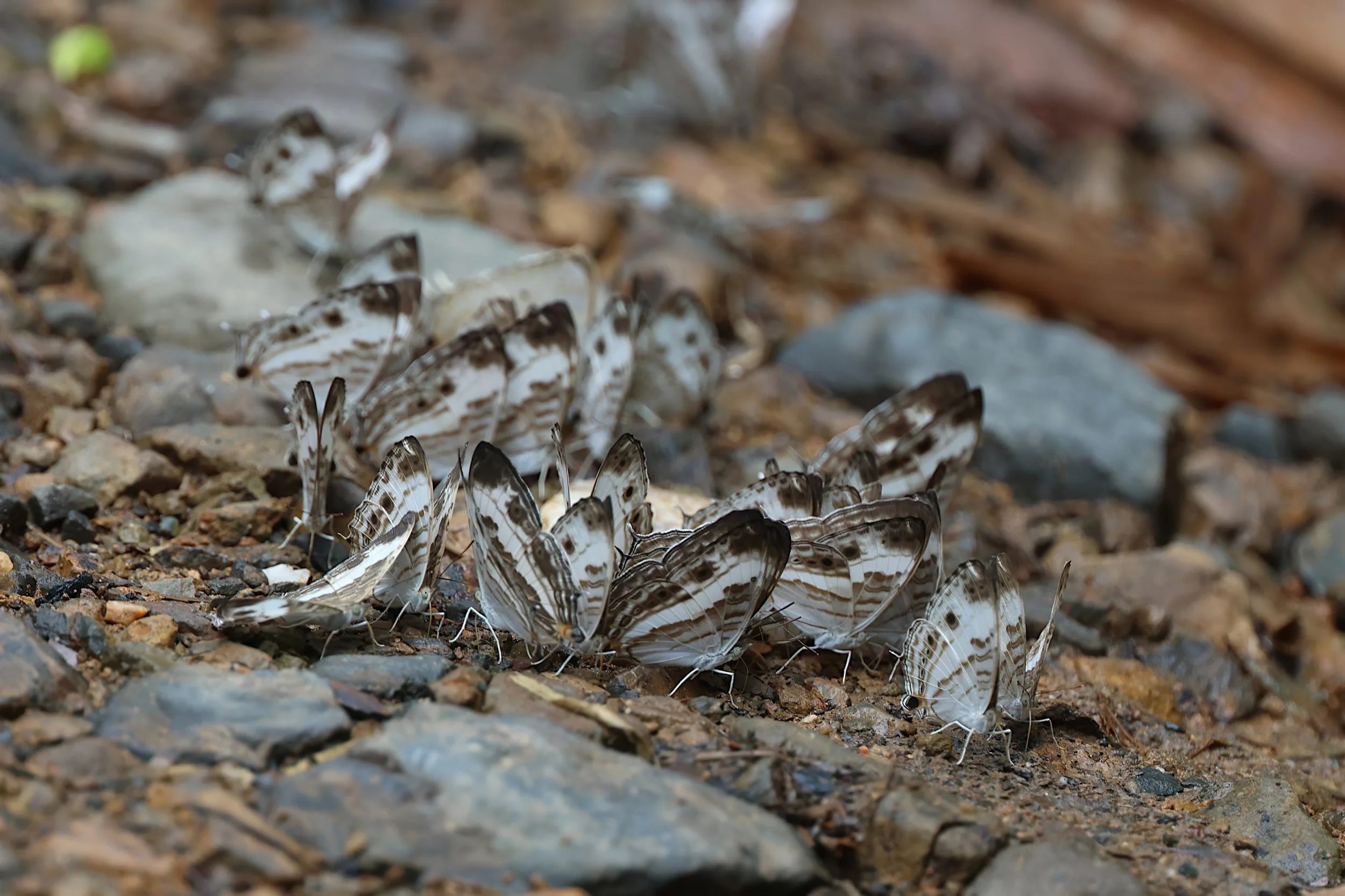 Marbled map (Cyrestis cocles)