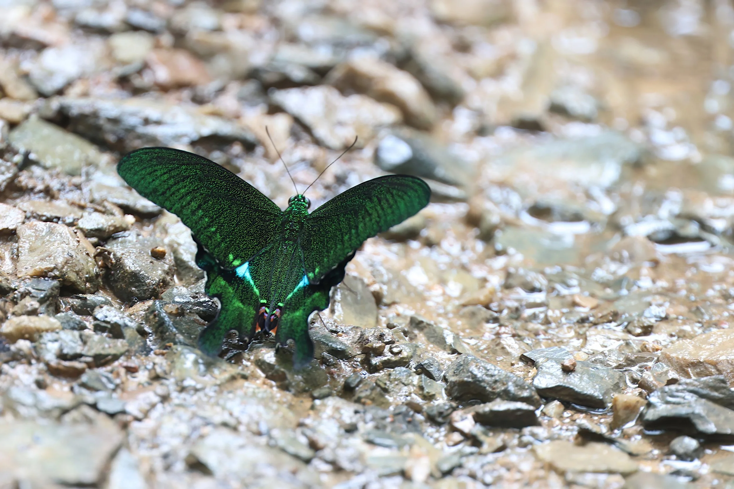 Paris Peacock Swallowtail (Papilio paris)