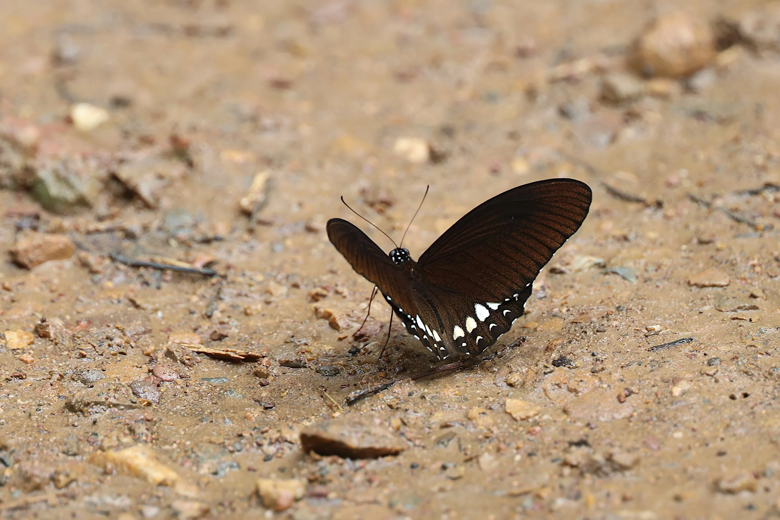 Siamese Raven (Papilio castor mahadeva)