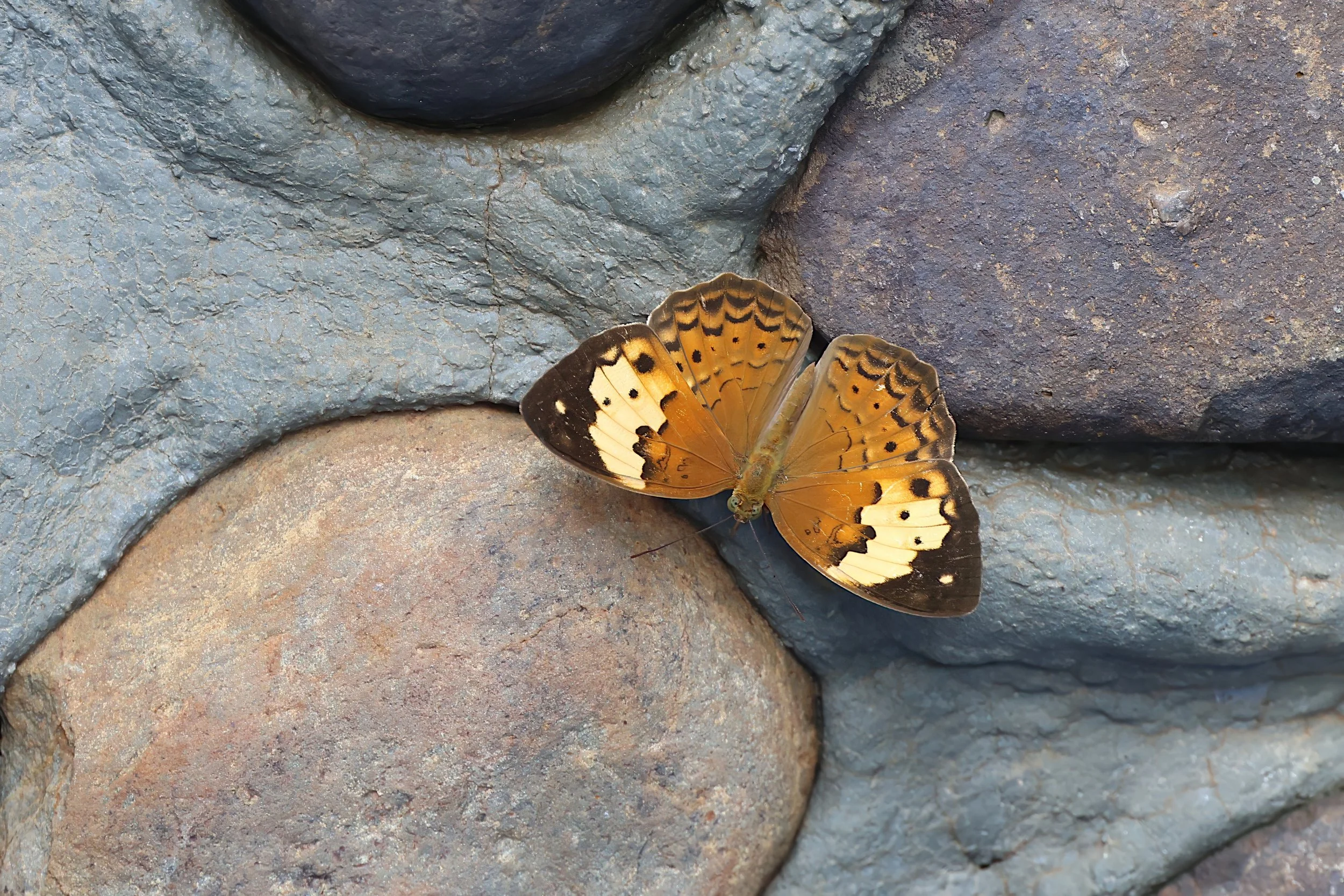 Rustic (Cupha erymanthis)