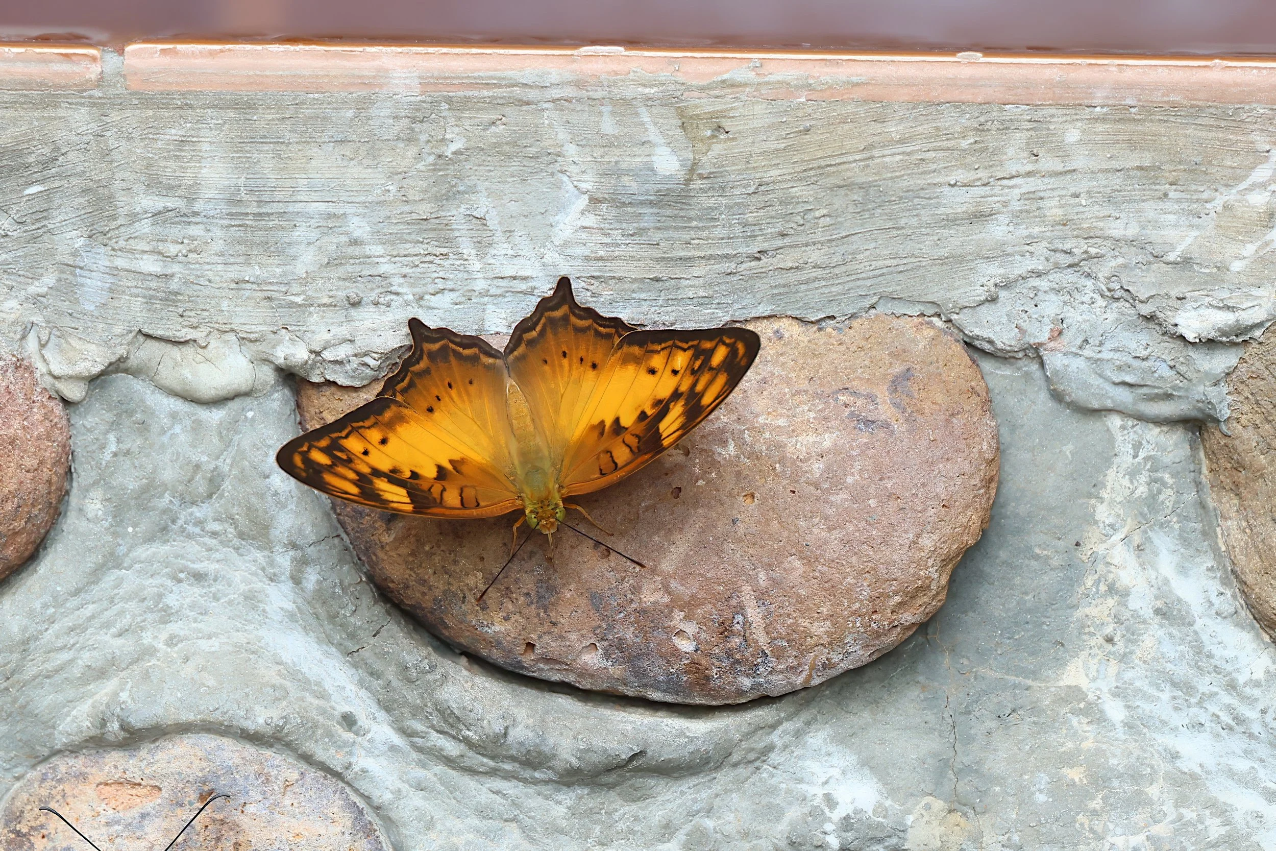 Vagrant (Vagrans egista)