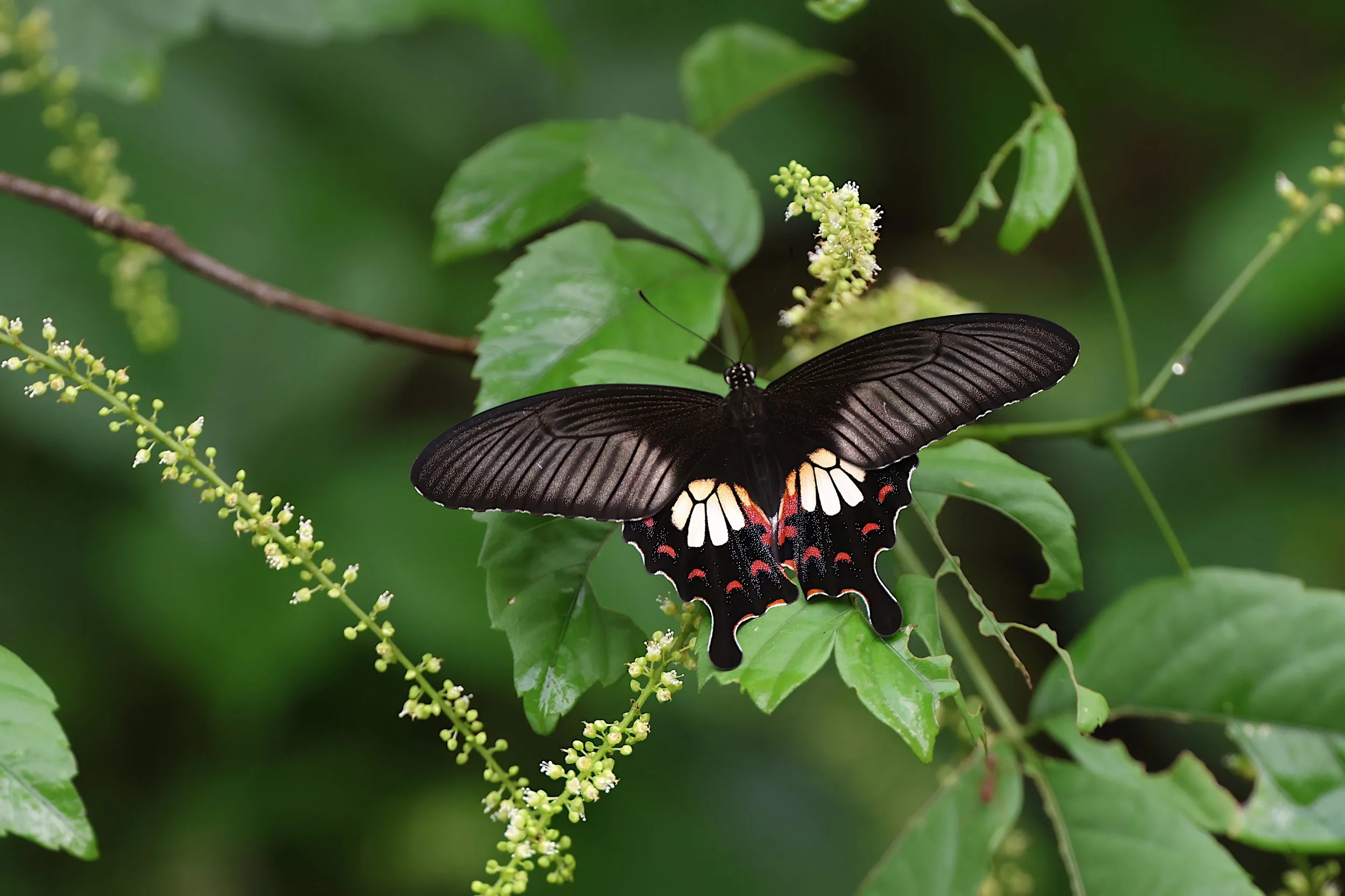 Common Mormon f (Papilio polytes)