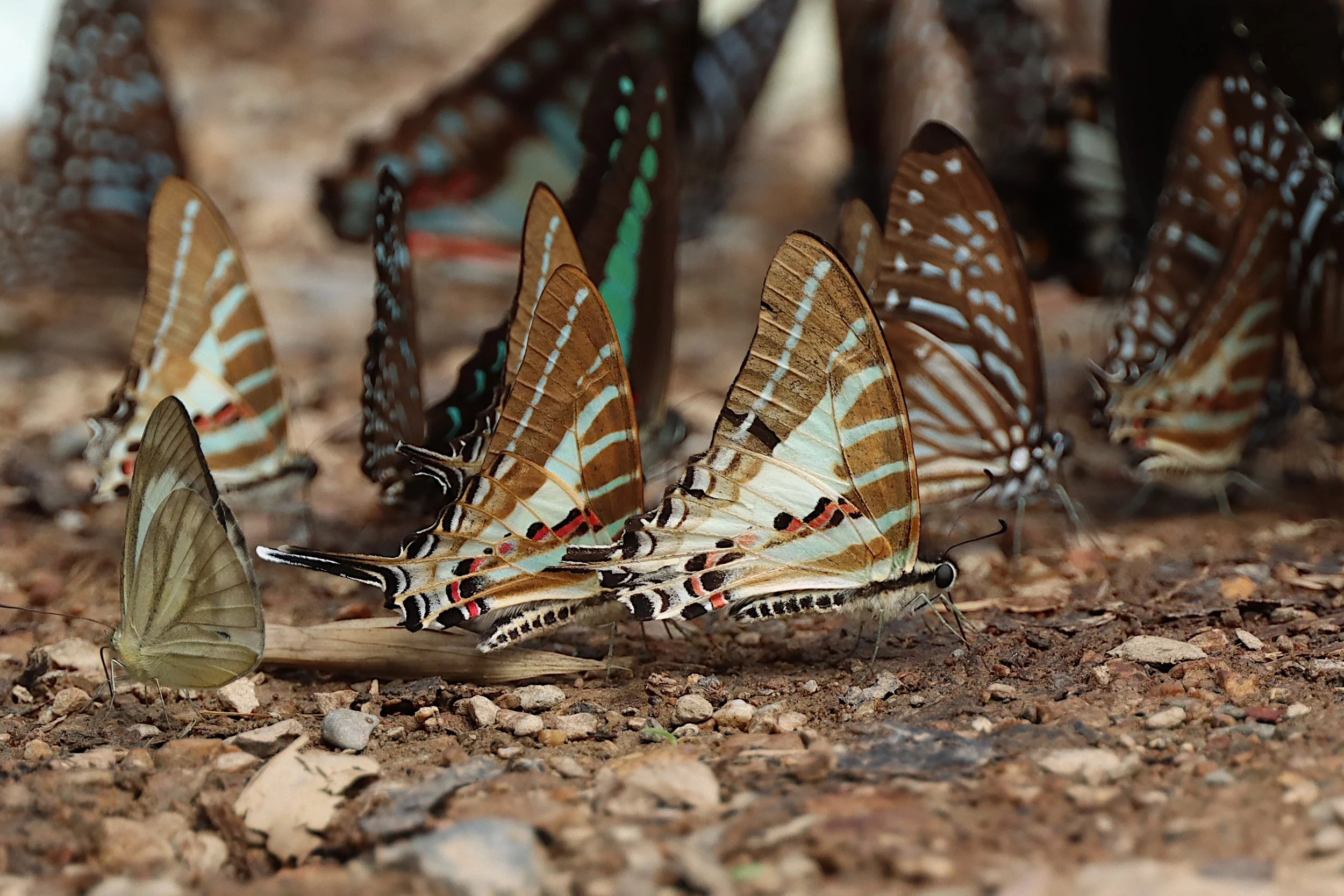 Spot Swordtails & a Chain Swordtail