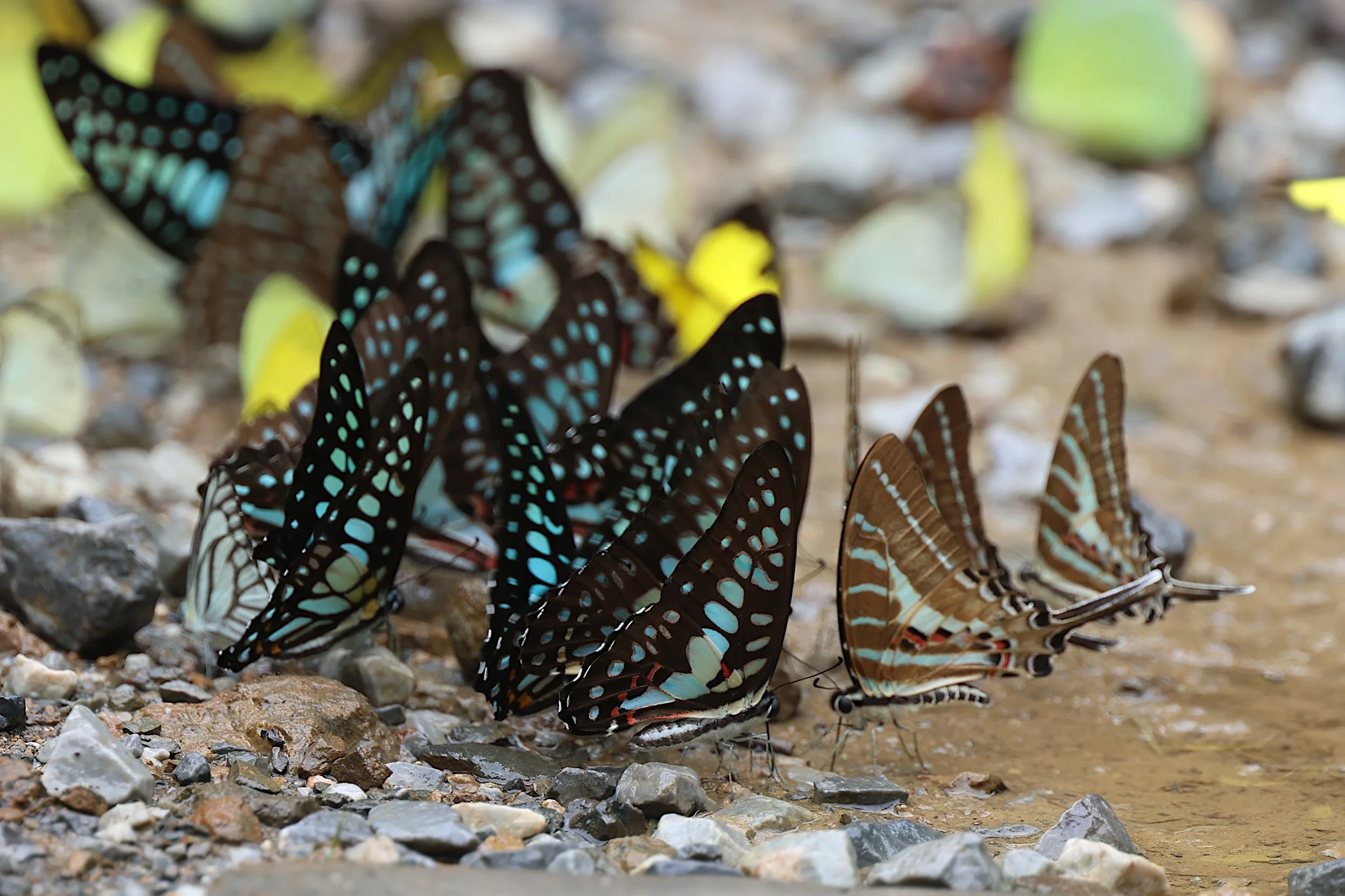 Common Jay and Five bar Swordtail