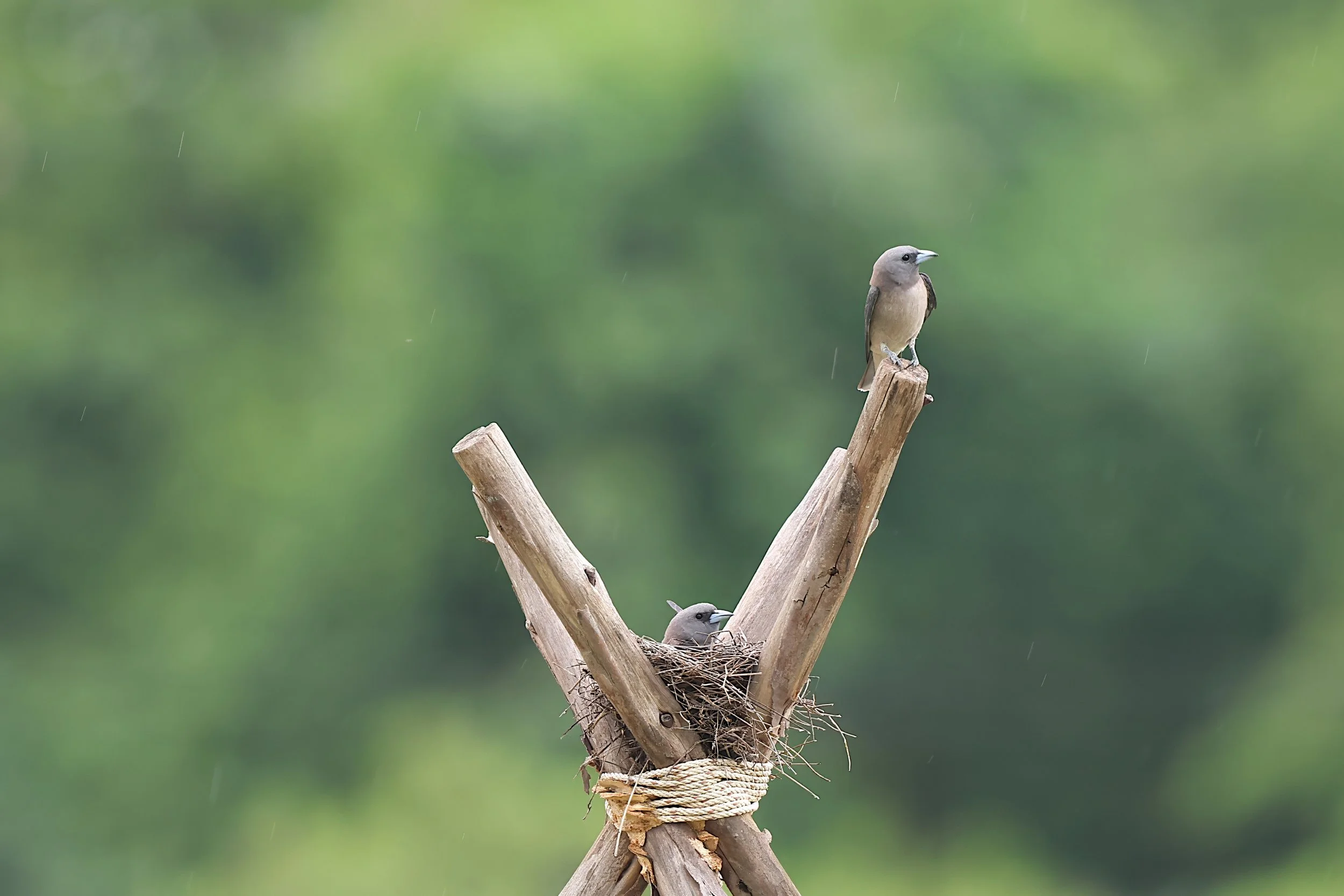 Ashy Woodswallow and nest.