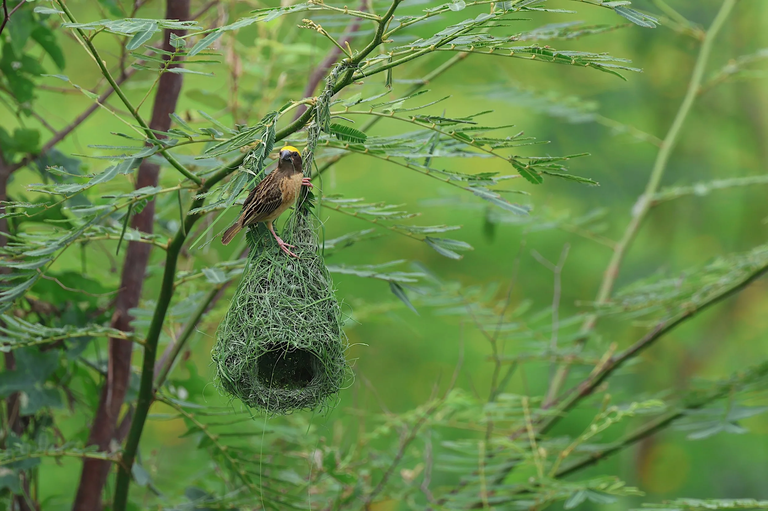 Baya Weaver