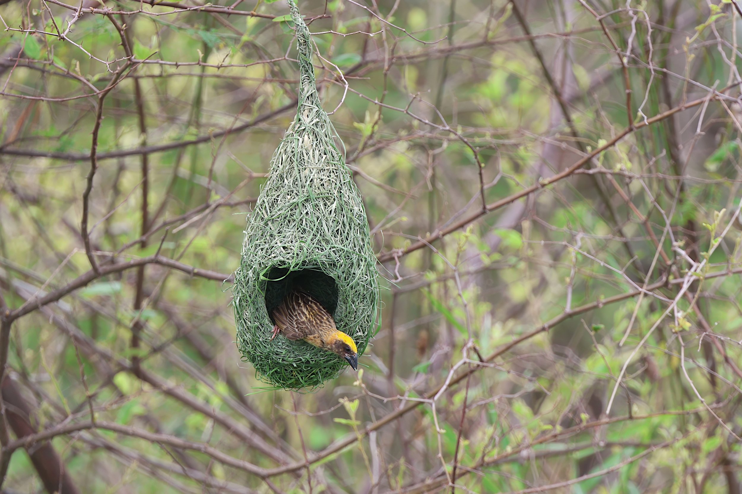 Streaked Weaver