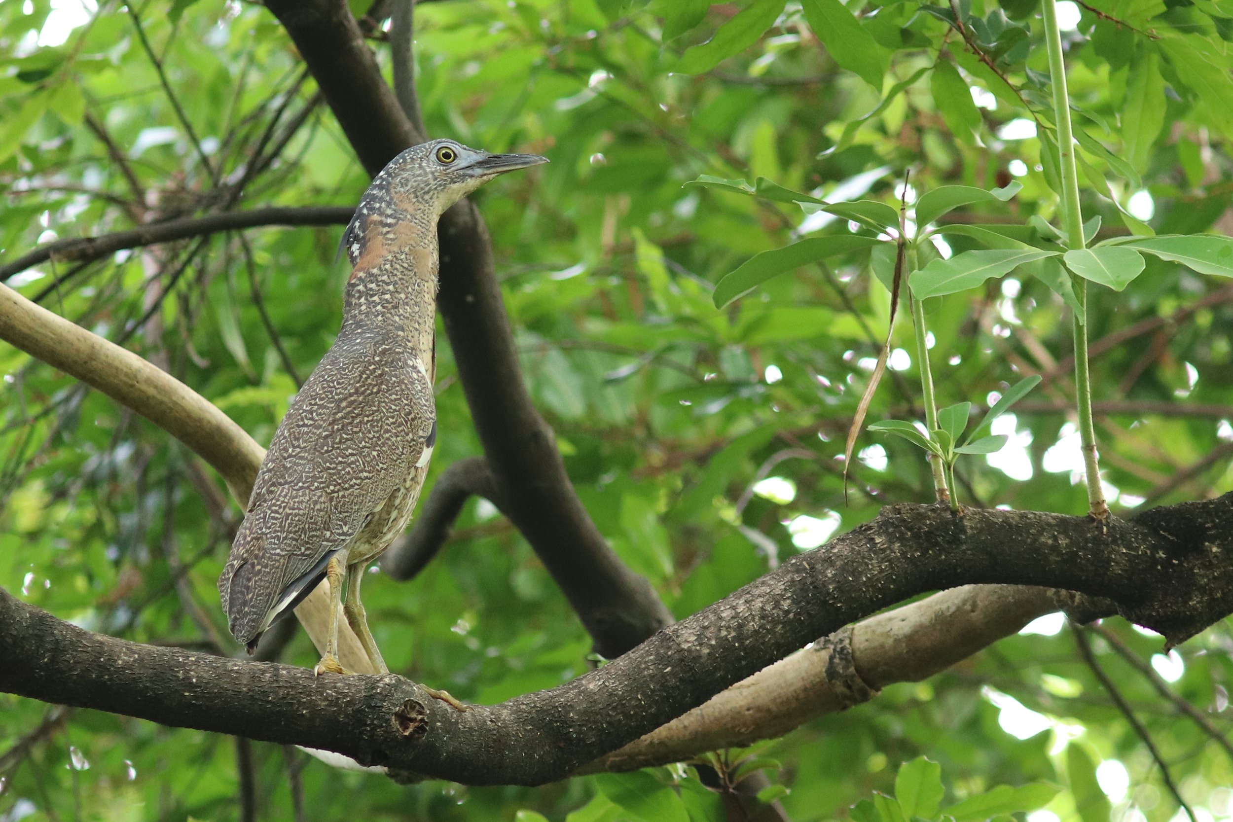 Malayan Night Heron 1