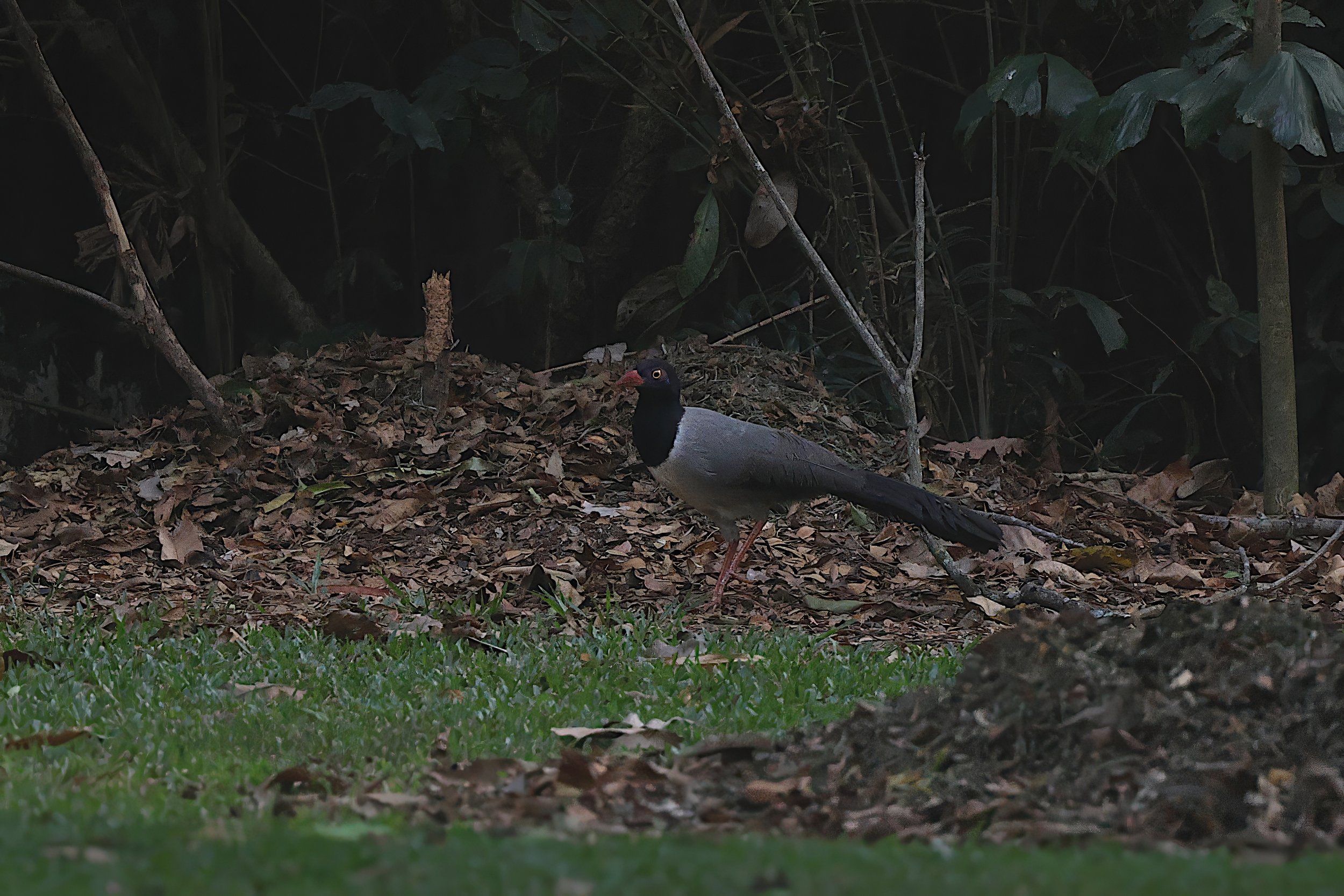 Coral-billed Ground Cuckoo