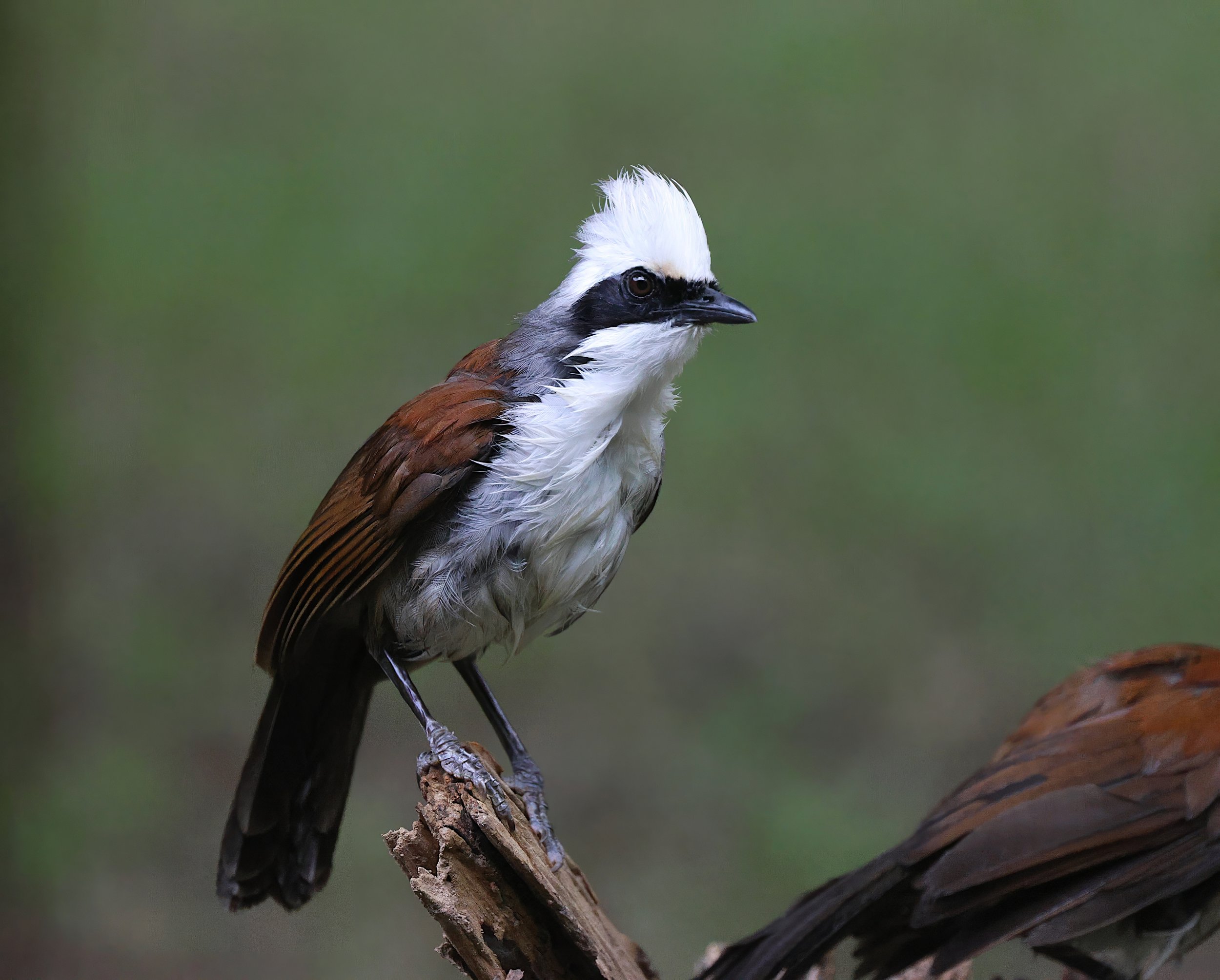 White-crested Laughingthrush 2