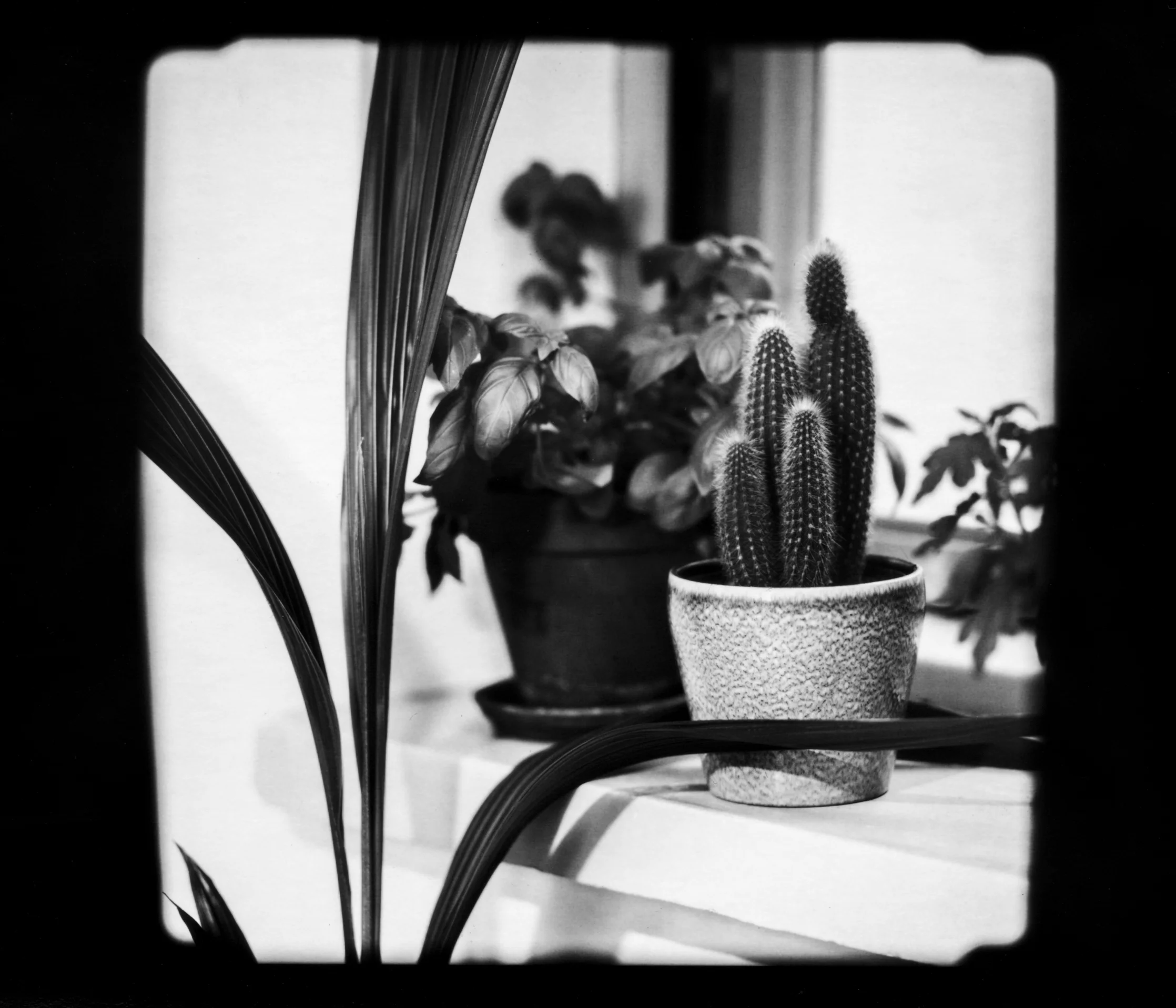07 cactus.jpg