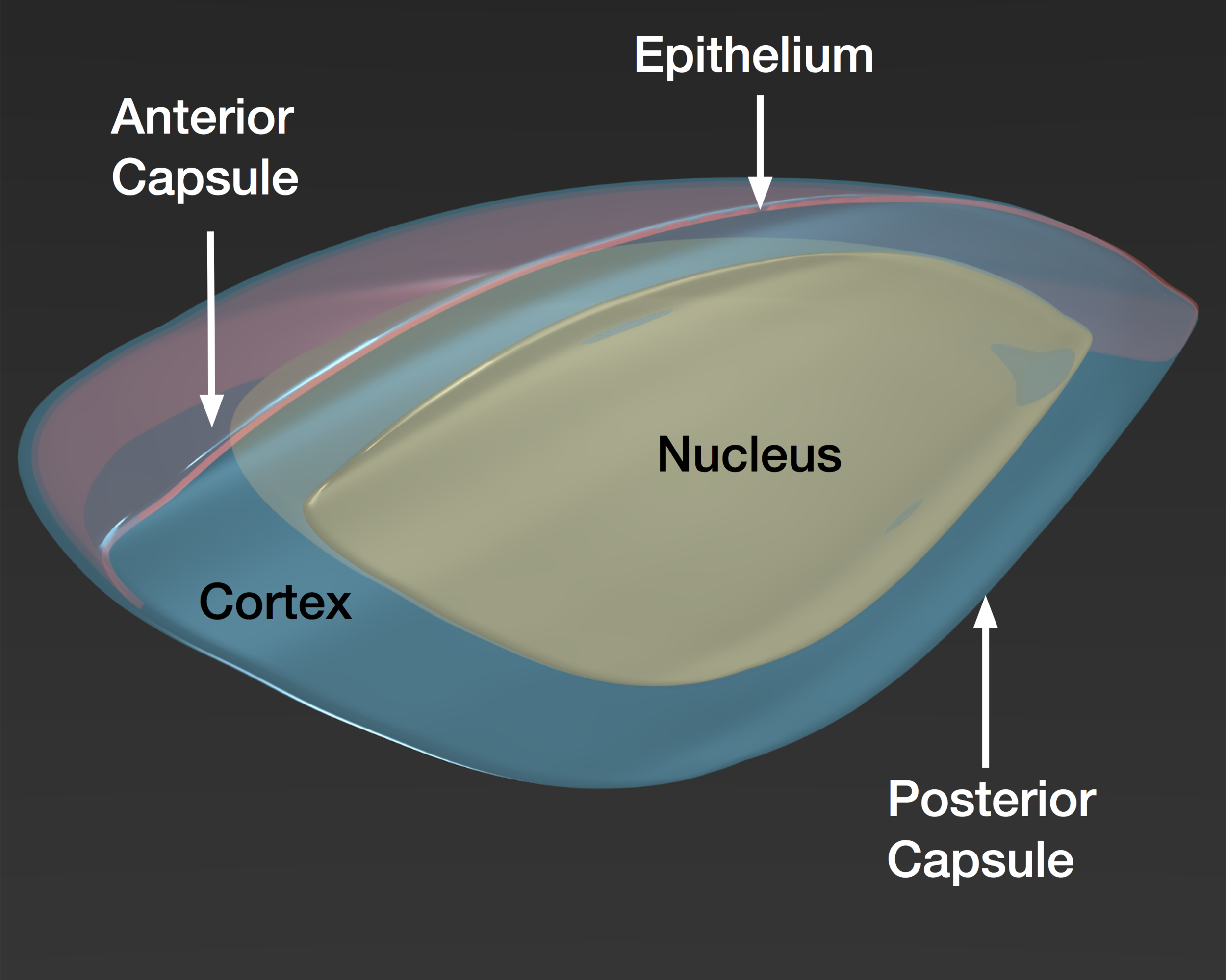 Schematic cut through a human crystalline lens.