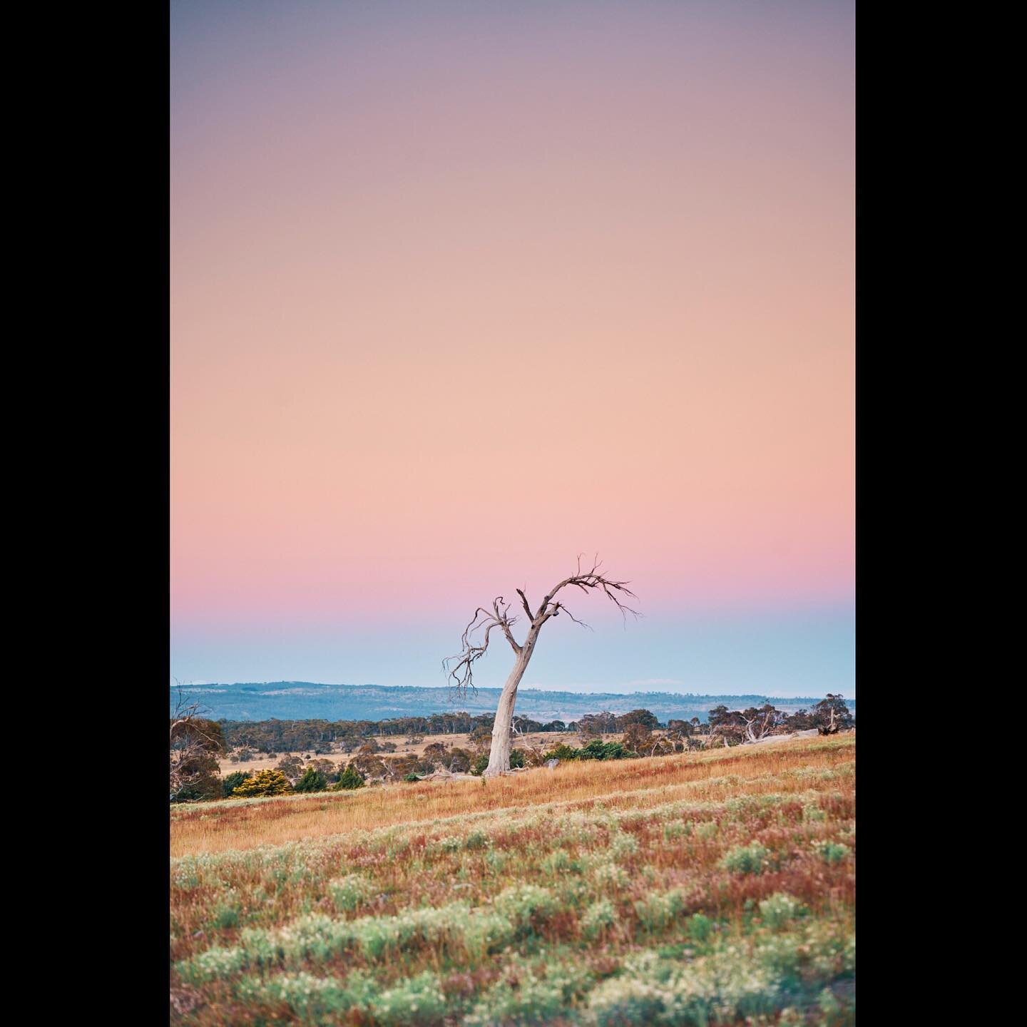 Went bush last week. The fire grounds have really struggled to regenerate, even after a wet Summer. Welcome to the new &lsquo;normal&rsquo; of climatic extremes.

#aussiebush #destinationNSW #sonya7riii @sonyaustralia #sonyawards #alphaawards #sony24