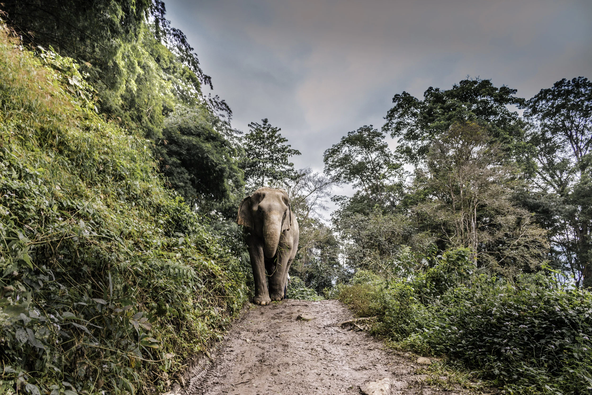 Elephant Nature Park
