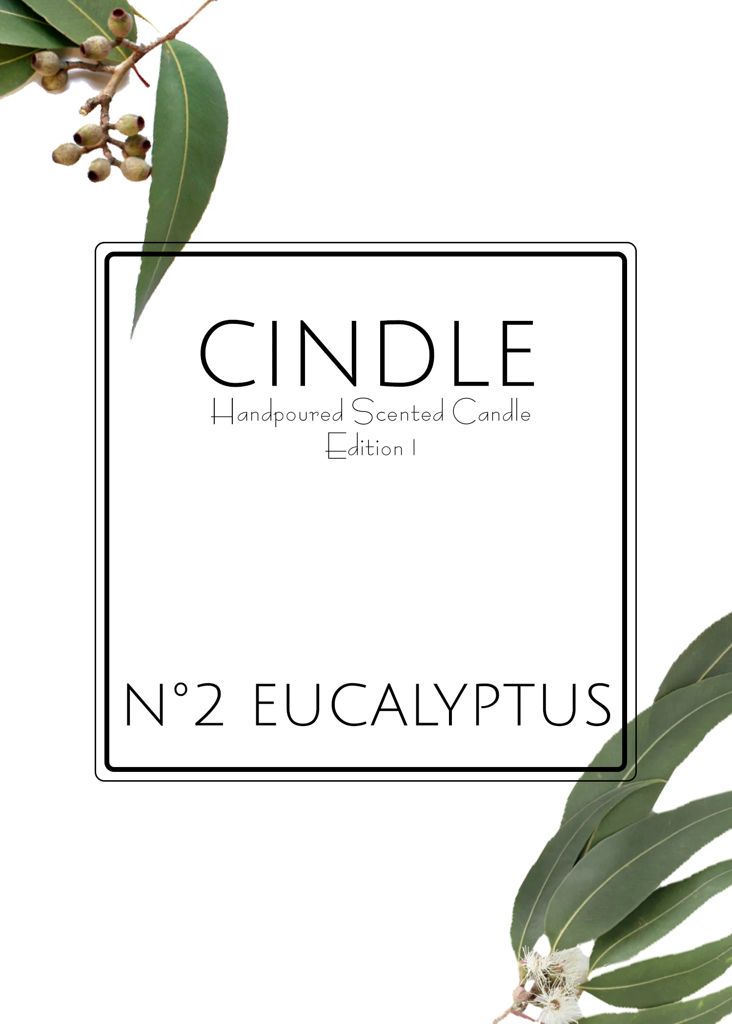 Cindle_Eucalyptus.jpg