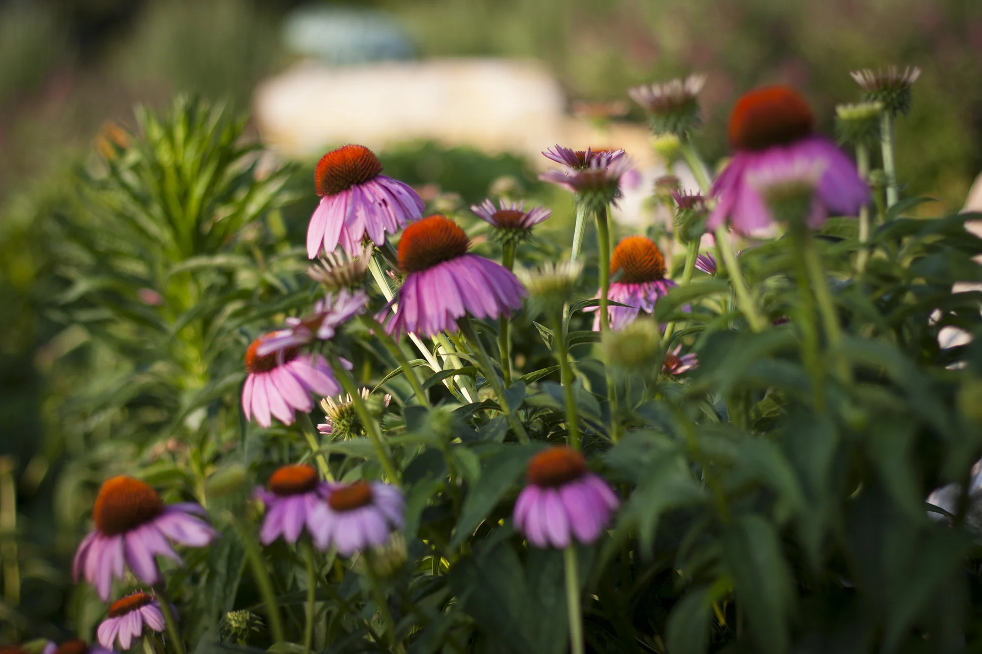 DP_RW_FLOWERS.jpg