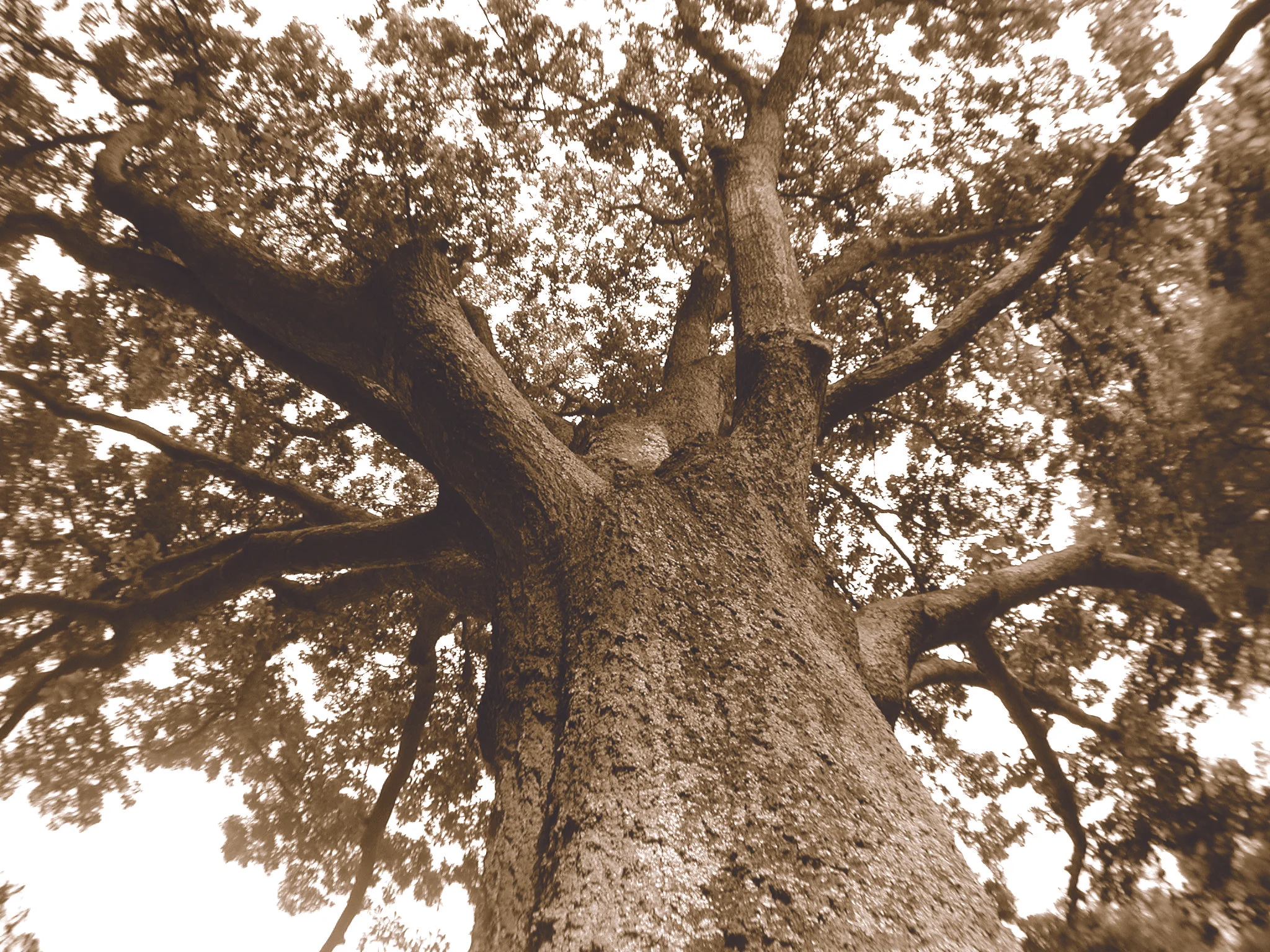 TREE3.jpg