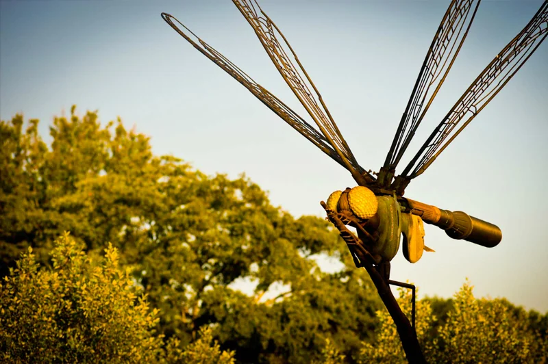 DP_DRAGONFLY.jpg